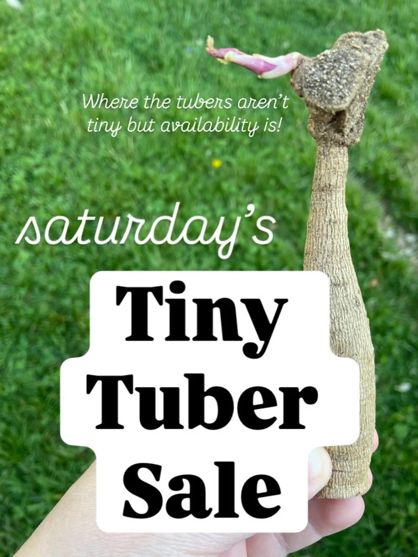 🌼 Soft launching the first @saturdaysflowerfarm Tiny Tuber Sale, where the #tubers aren&rsquo;t tiny but selection and availability is! Swipe to see what is available, and send me a dm if interested! (Sorry, only shipping/delivering to Maryland addr