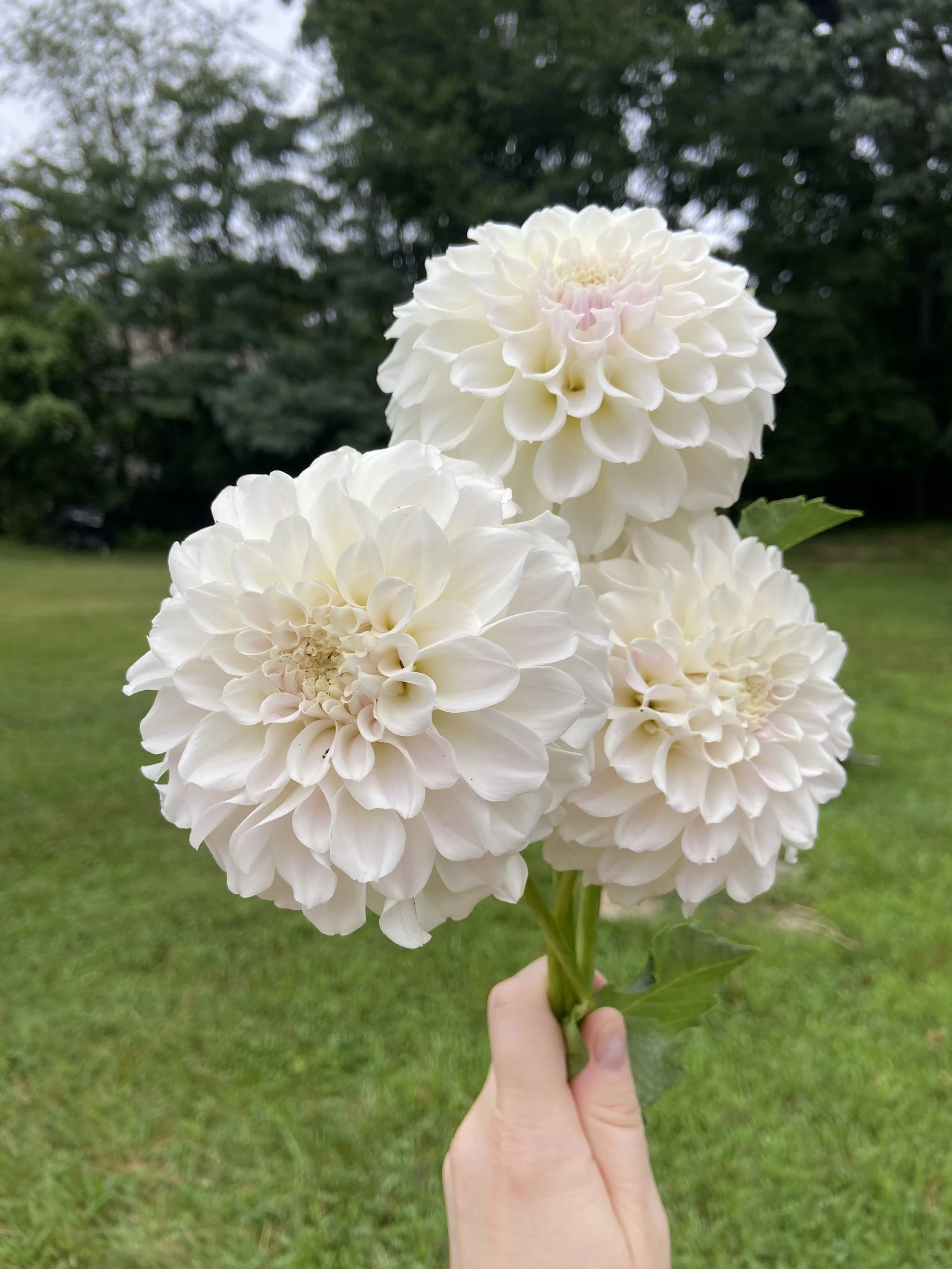 Irish Ruffles
