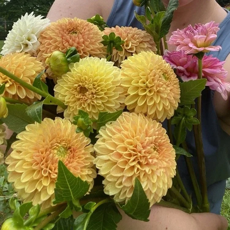A Summer of Saturdays Dahlias Subscription