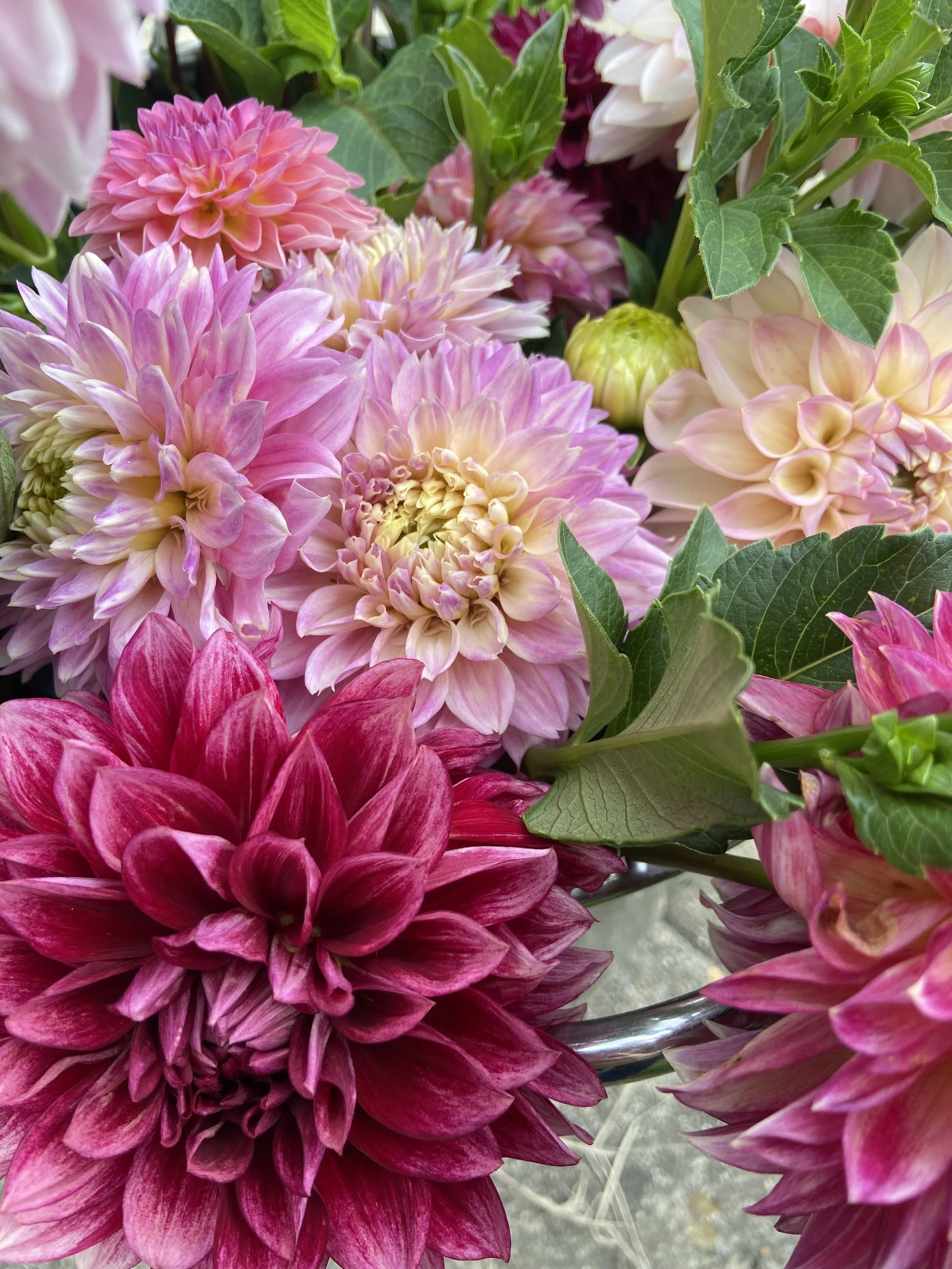 Dahlia Bunch - Pink Mix