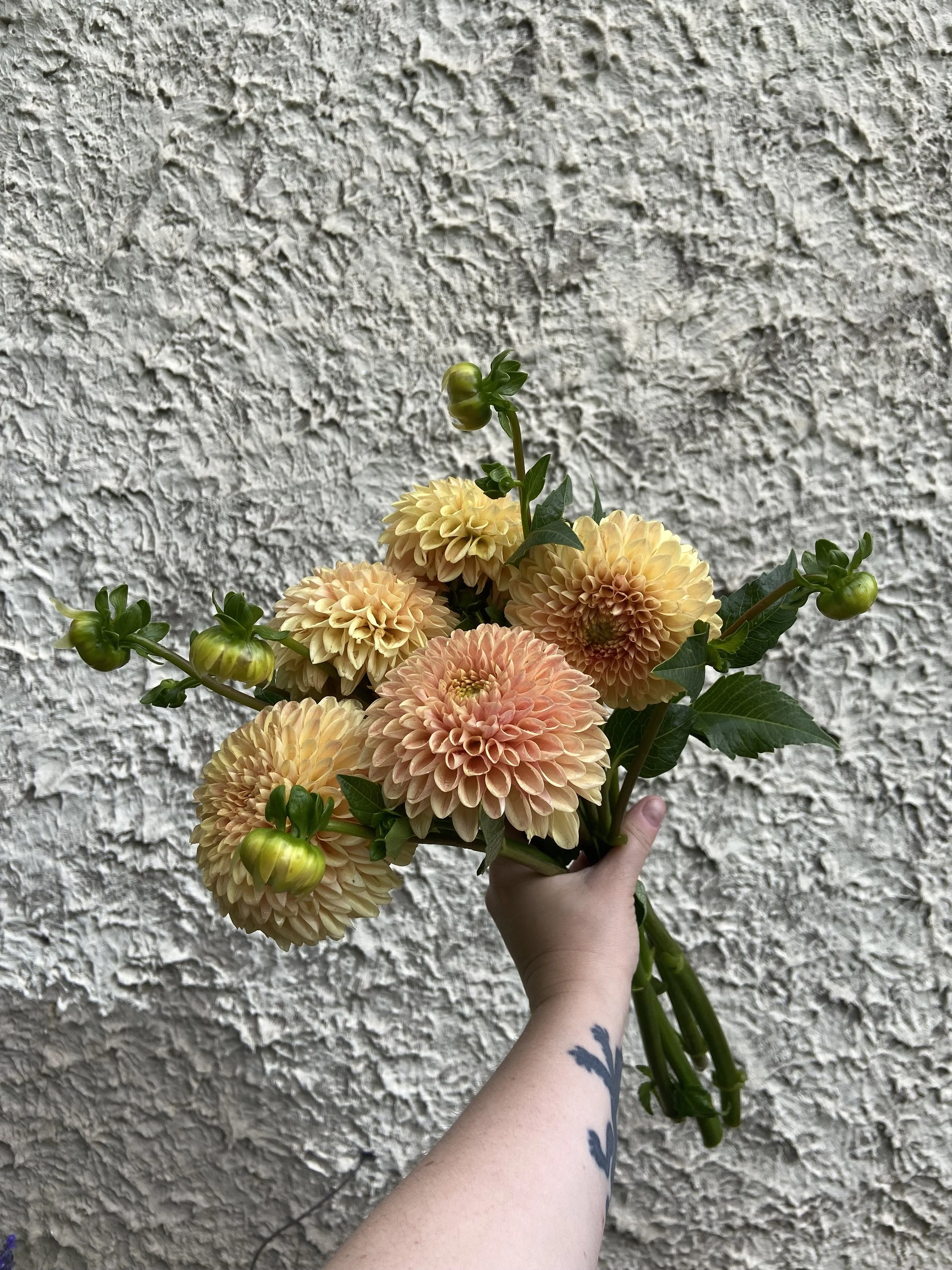 Dahlia Bunch - Darcy