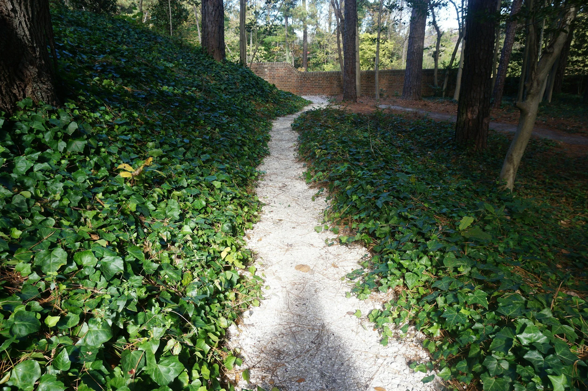 Why Nature Never Rushes Recovery