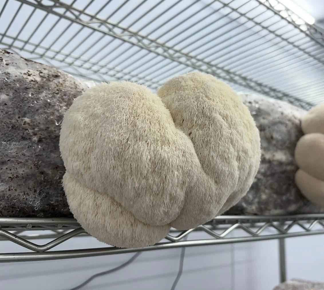 Lions Mane Mushroom