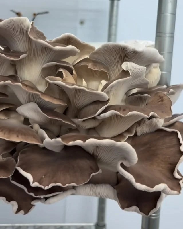 Phoenix Oyster Mushrooms