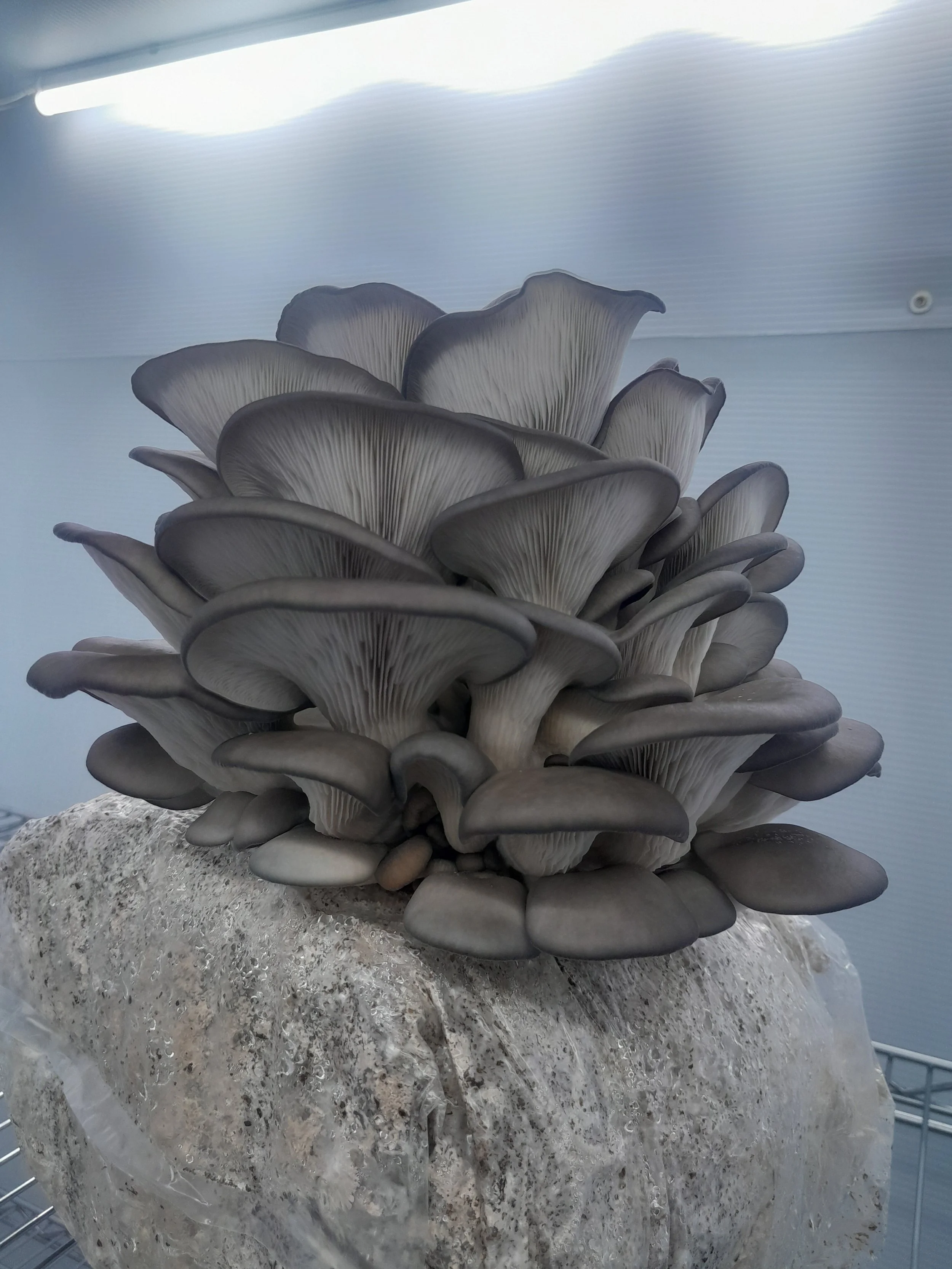 Blue Oyster Mushrooms