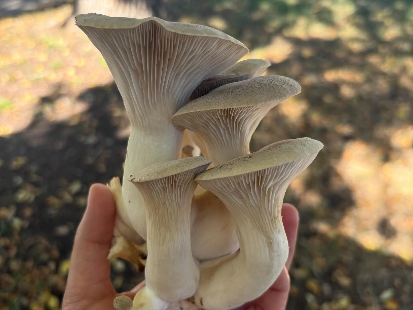 King Trumpet Mushrooms