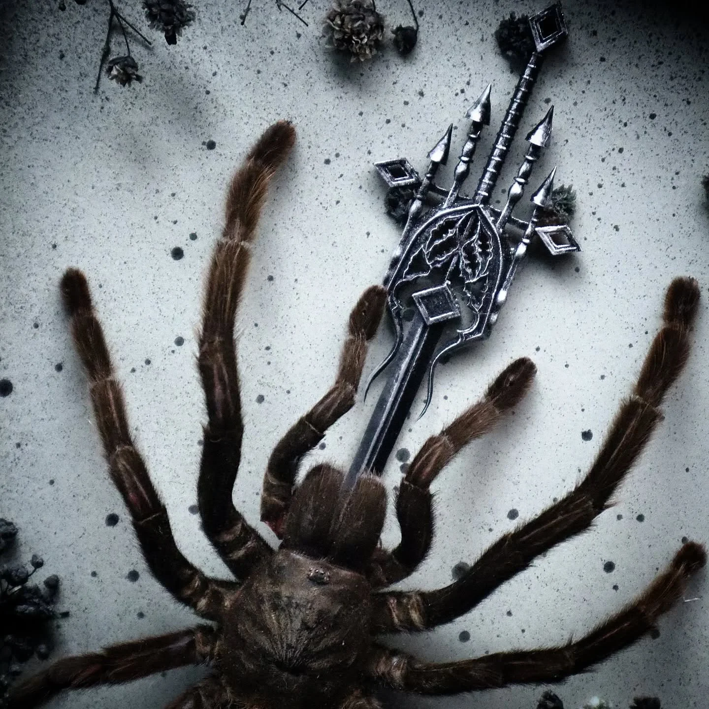 Thai Bird Eating Tarantula now in stock 🕷️

Check us out at www.dearafterlife.com