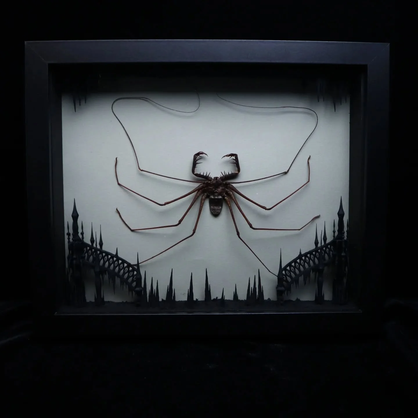 Giant Tailless Whip Scorpion.
Creepy, beautiful and unique from the depths of the Peruvian Forest