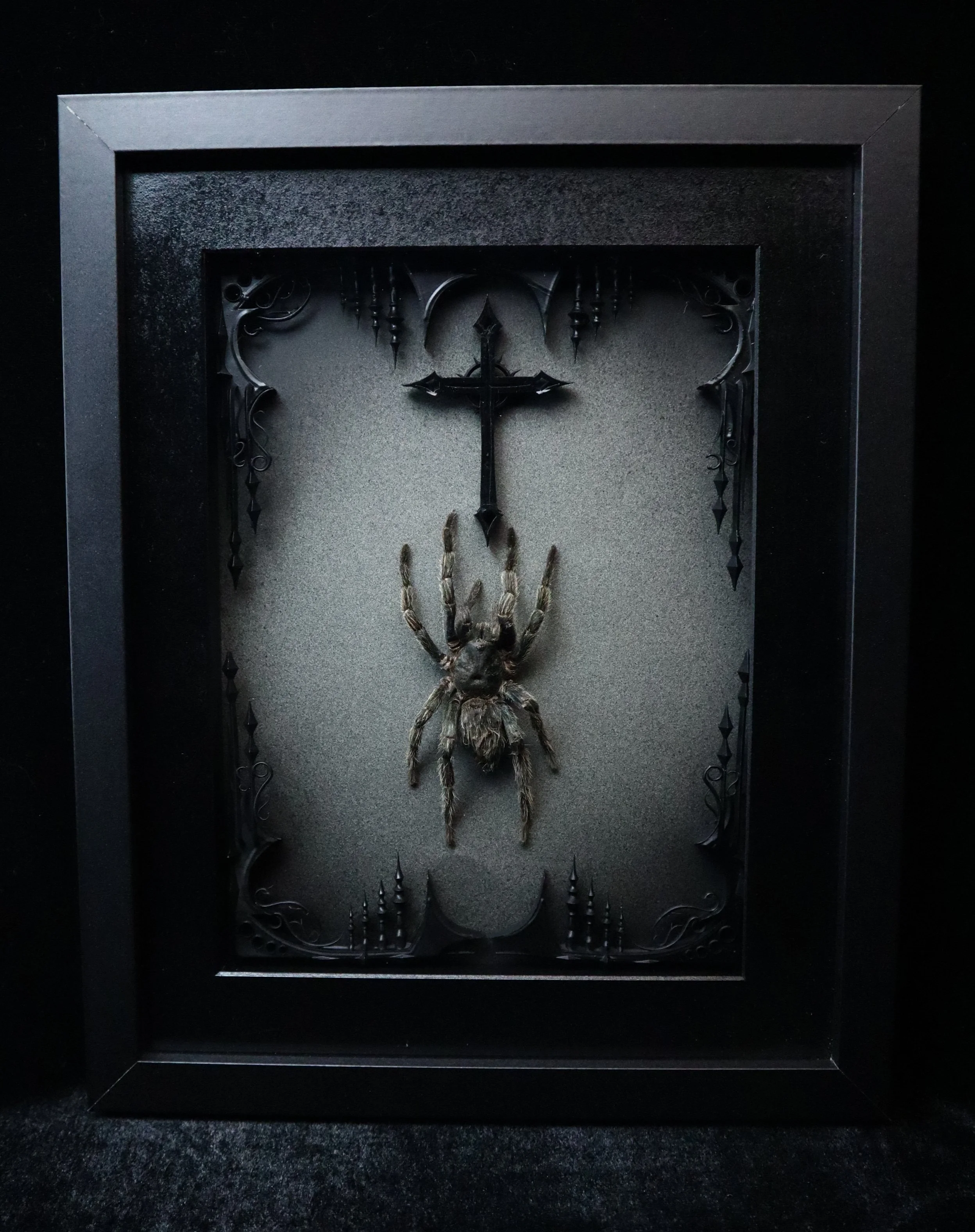 Hapalotremus Carabaya Tarantula