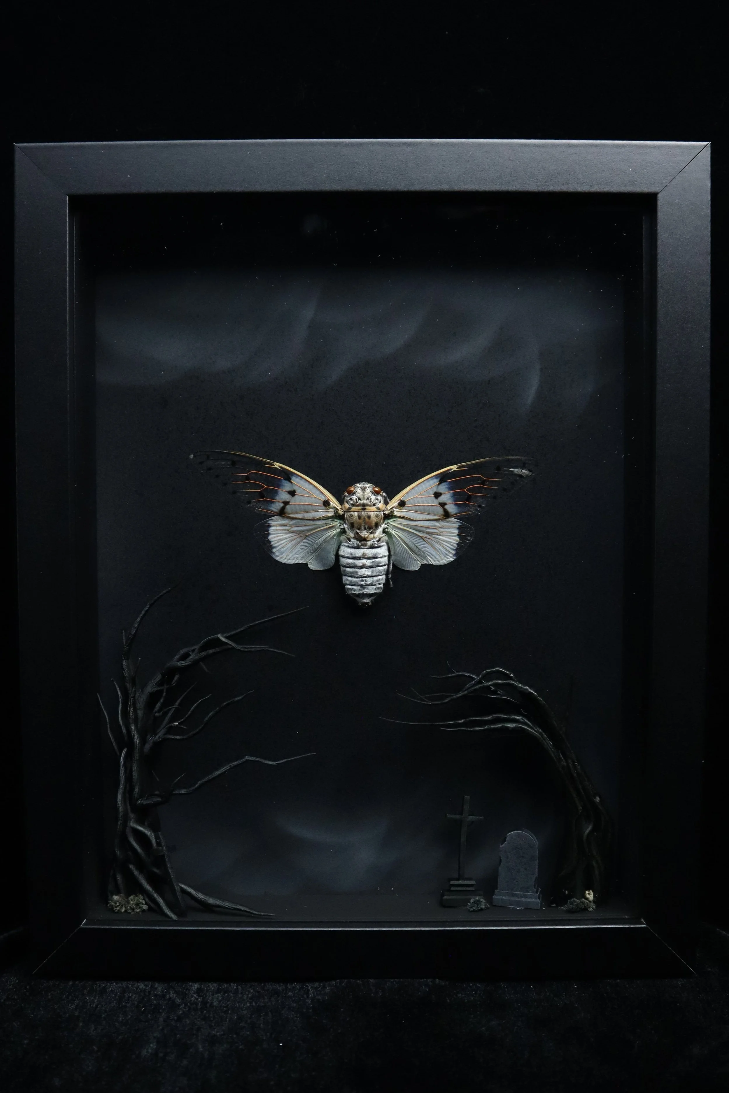 Ghost Cicada