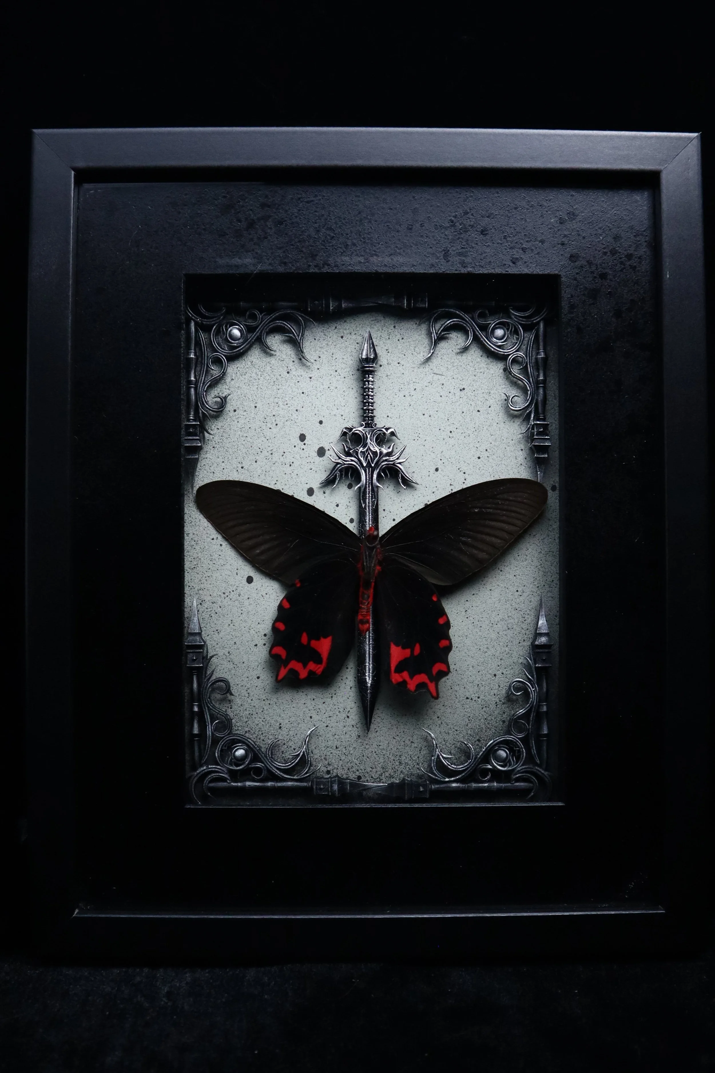 Male Vampire Butterfly