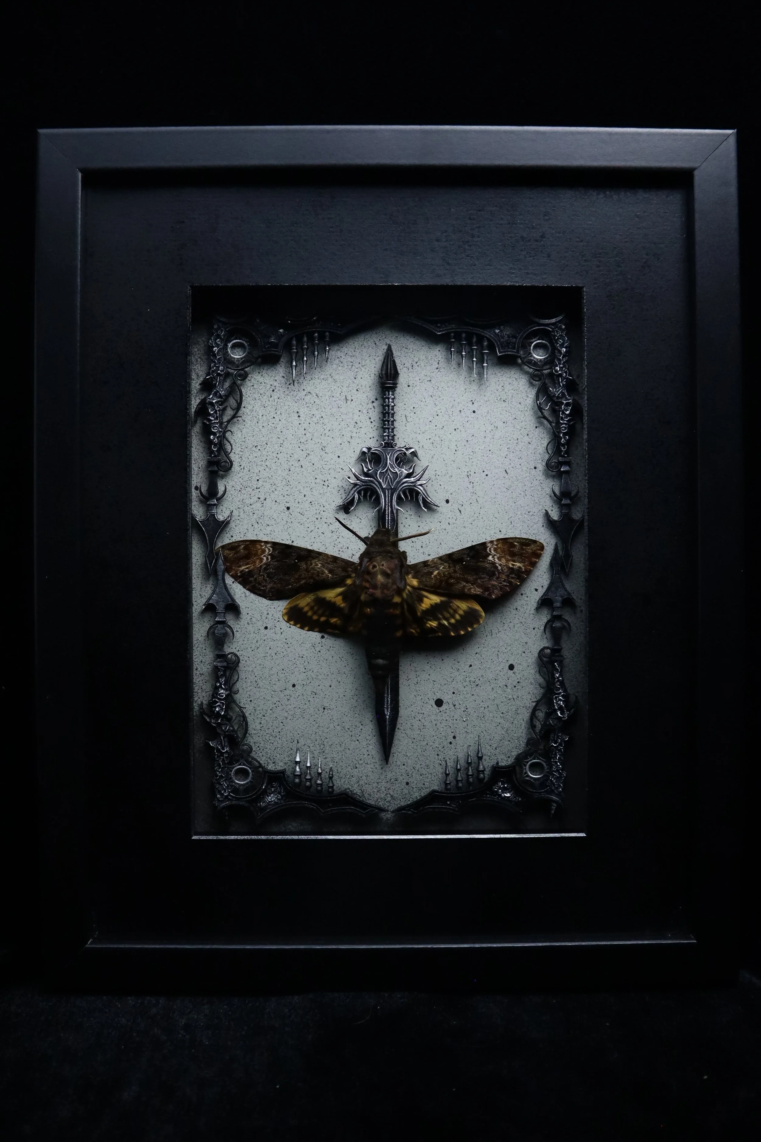 Death's Head Hawk Moth