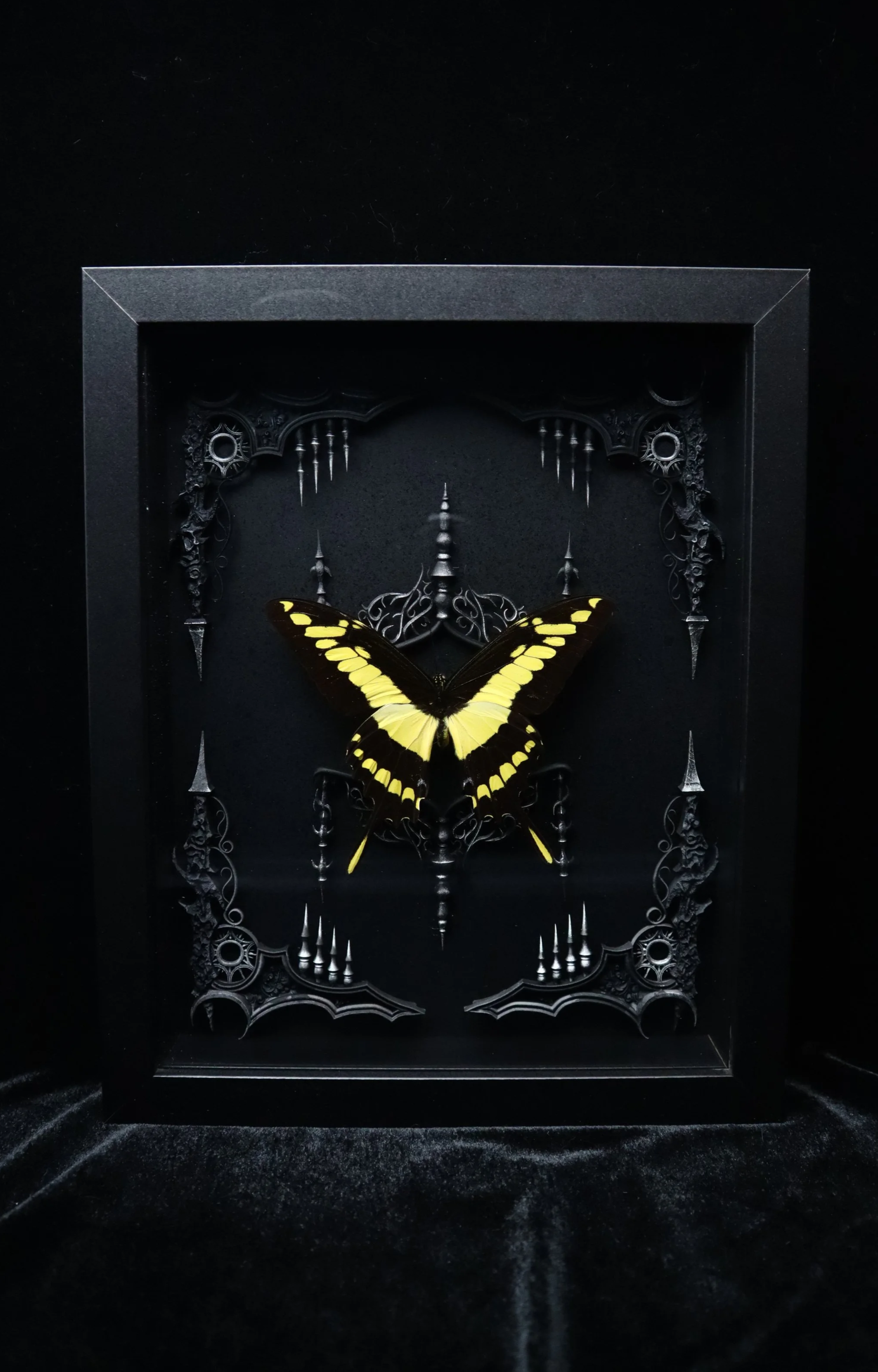 Yellow King Swallowtail