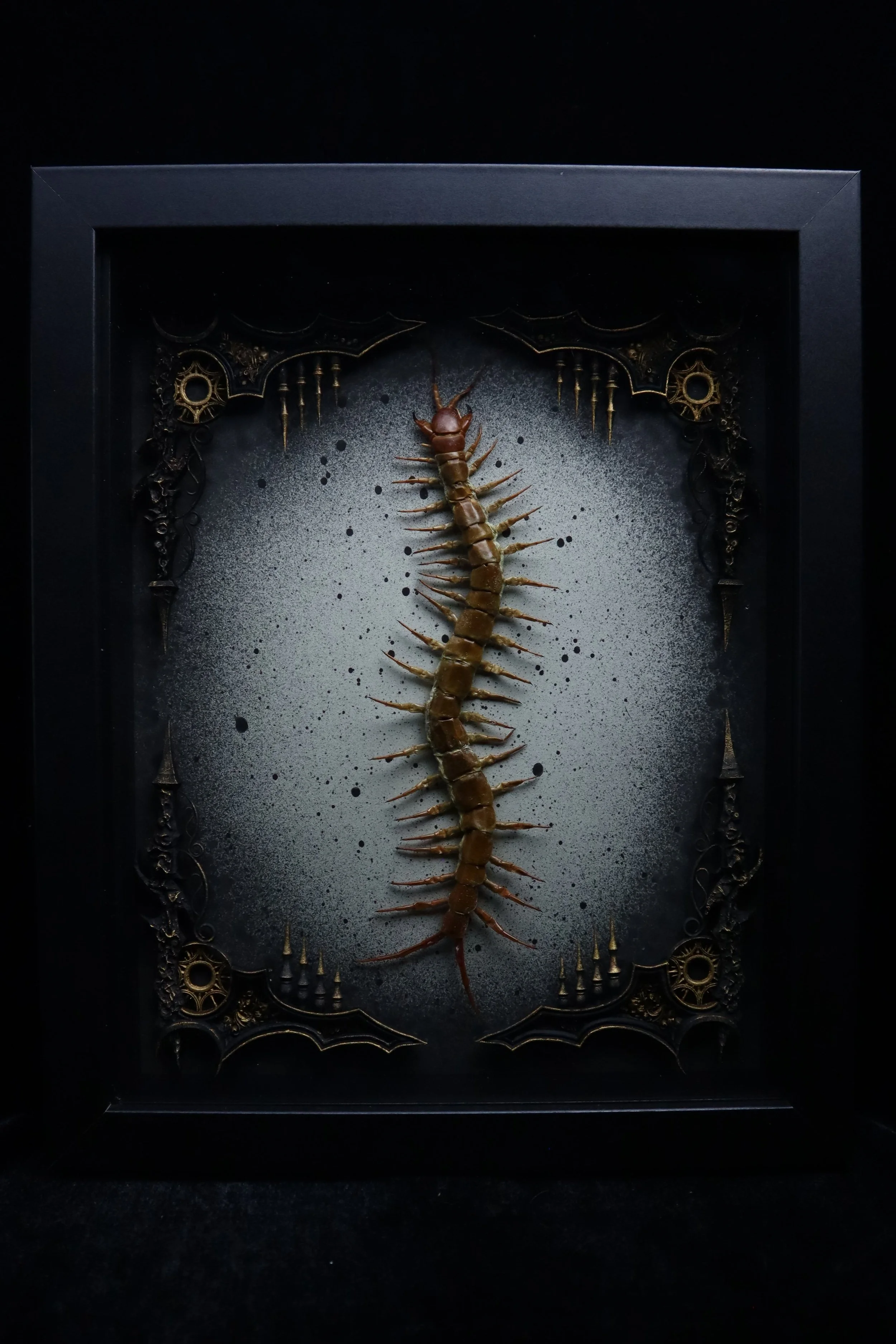 Chinese Red-headed Centipede