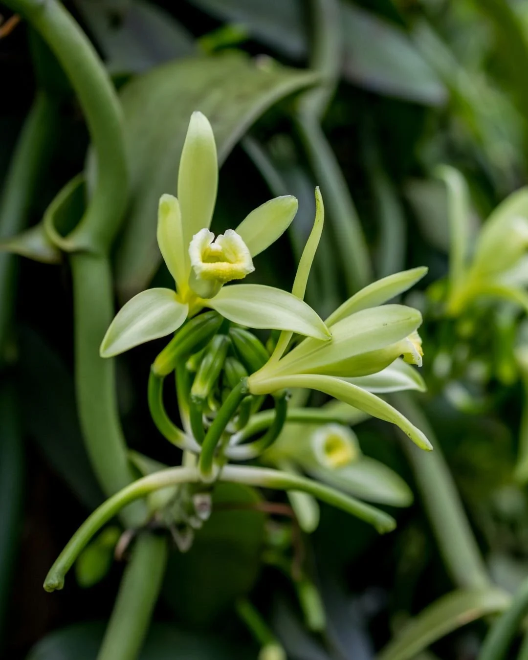 Close-up of a green orchid flower with multiple buds and a yellow center, surrounded by green leaves.