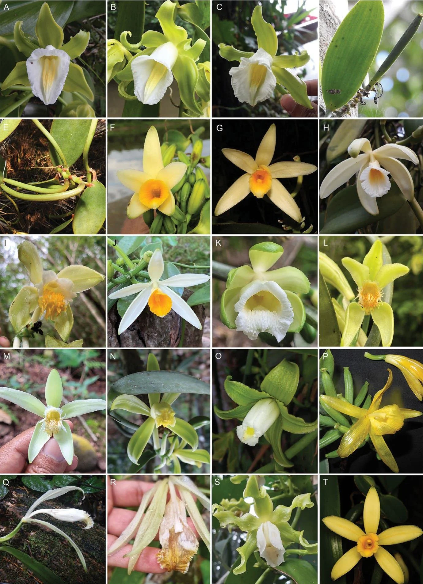 A collage of various orchid flowers, showcasing different shapes, sizes, and colors, primarily white, yellow, and green, with some flowers featuring intricate petals and central markings, growing on plants or held in hand.
