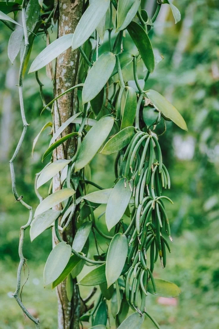 Close-up of a climbing orchid vine with long, slender green leaves and hanging green flower spikes, growing on a tree trunk in a lush green outdoor setting.
