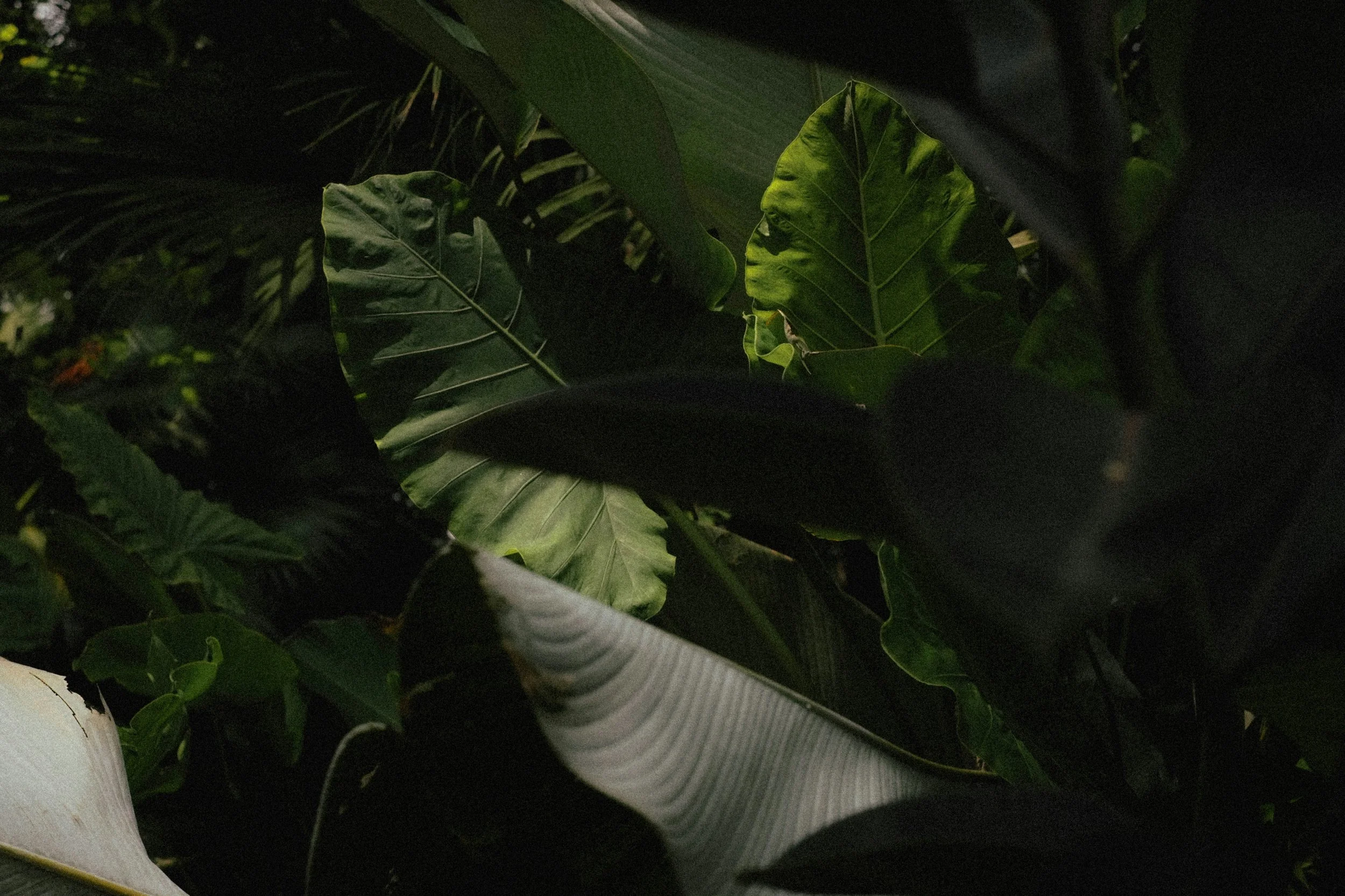 Close-up of large green tropical leaves with a white corrugated pipe in the foreground, dark background.