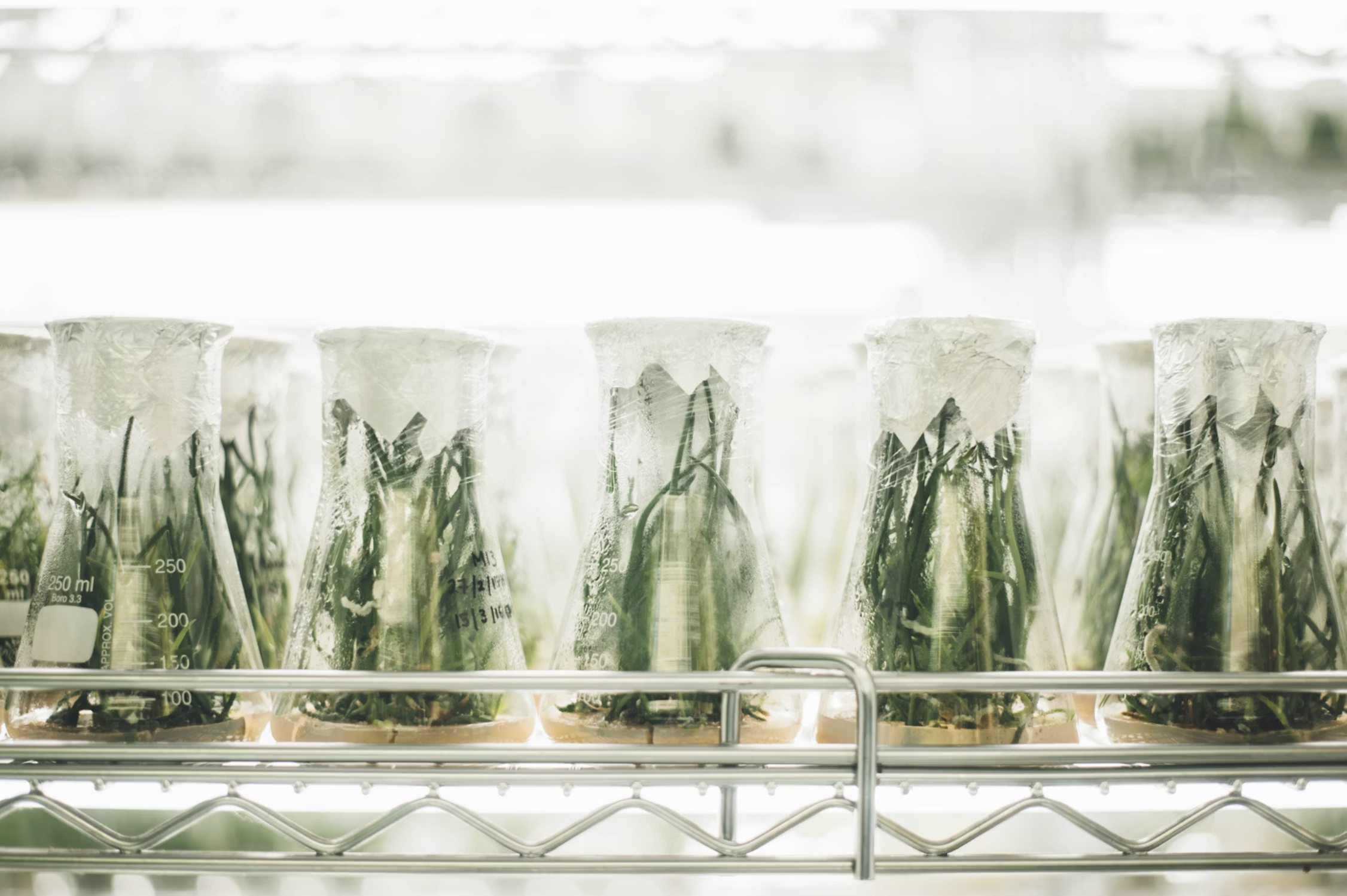 Multiple test tubes filled with green plants, placed on a metal rack inside a laboratory.