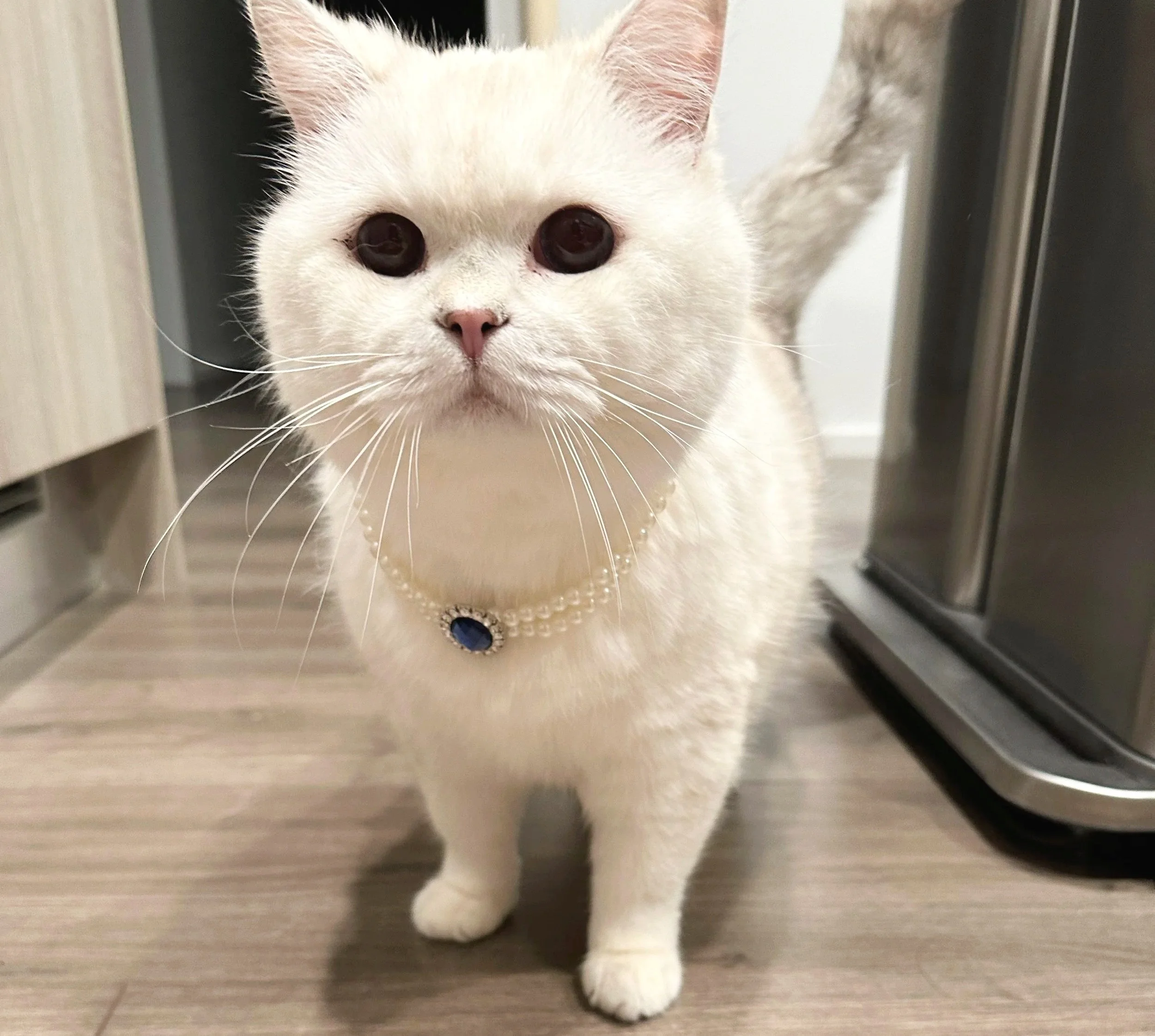 Mini Necklace (for Kids or Pets)