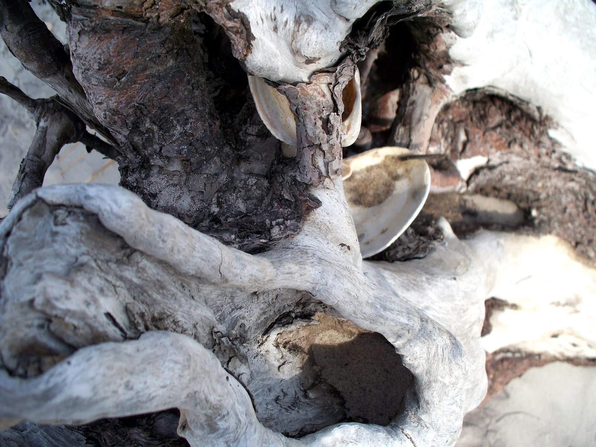 Close-up of animal bones and skulls, partially buried in sand, arranged as: a skull with an open jaw, a few smaller skull fragments, and some dark, charred bones.