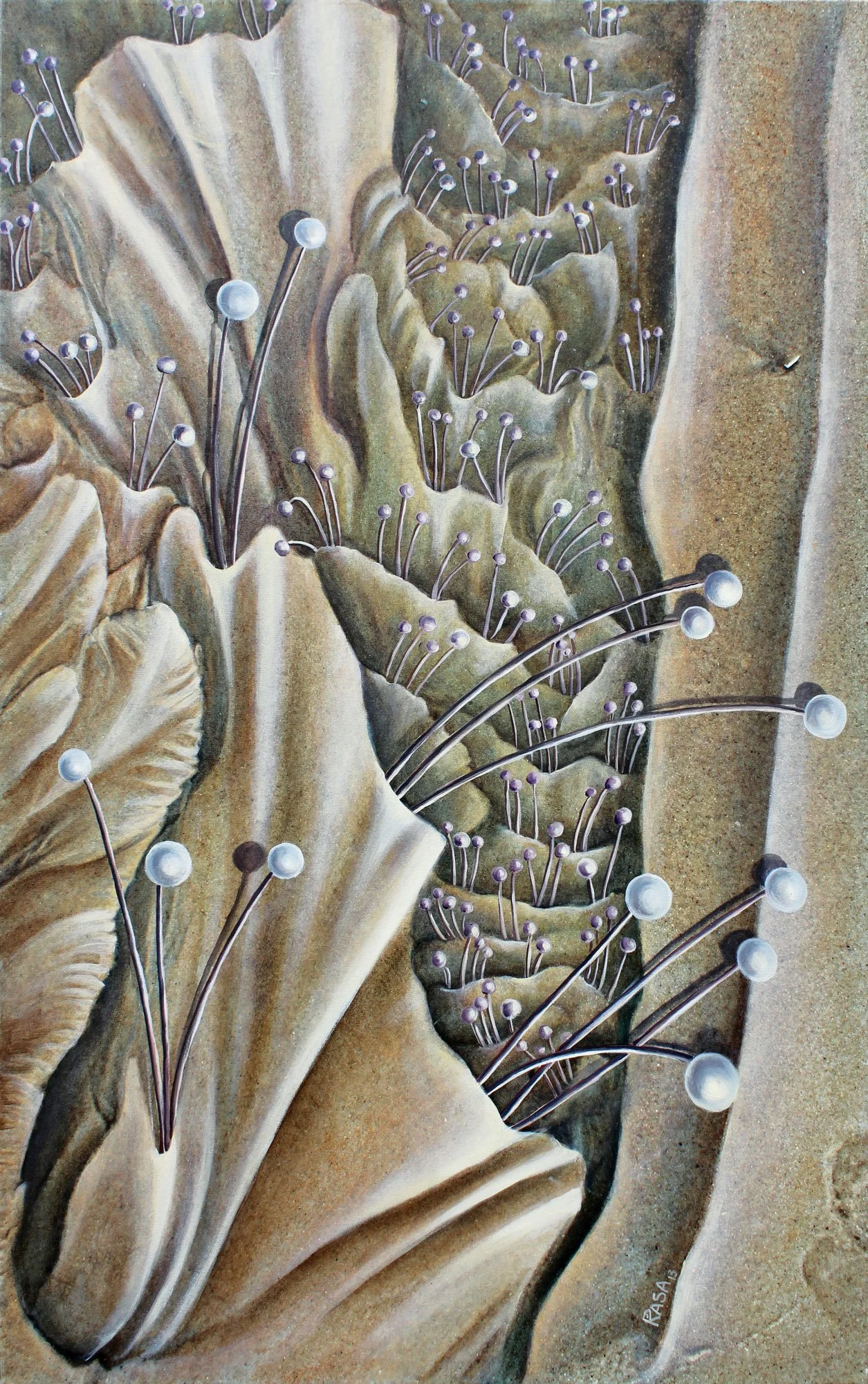 A detailed painting of a large sea shell with numerous tiny purple and white sea anemones and invertebrates attached to it.