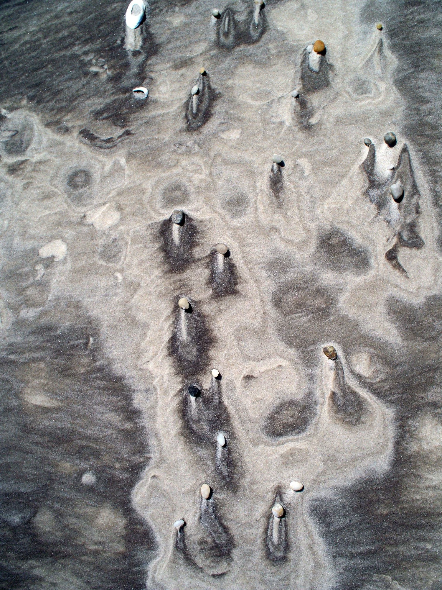 Sea shells on sand forming the shape of a tree