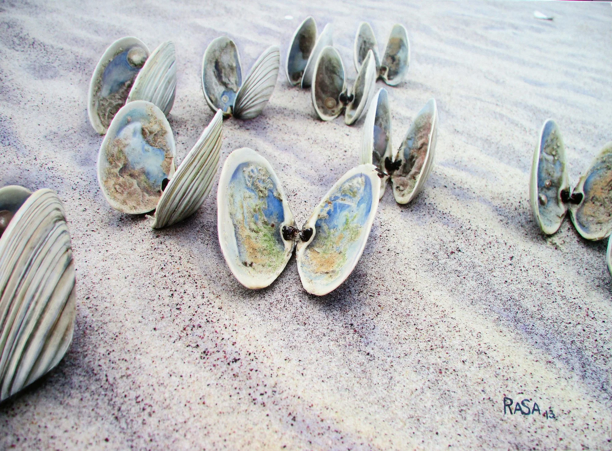 Colorful mural of a heart-shaped arrangement of open seashells on sandy ground.