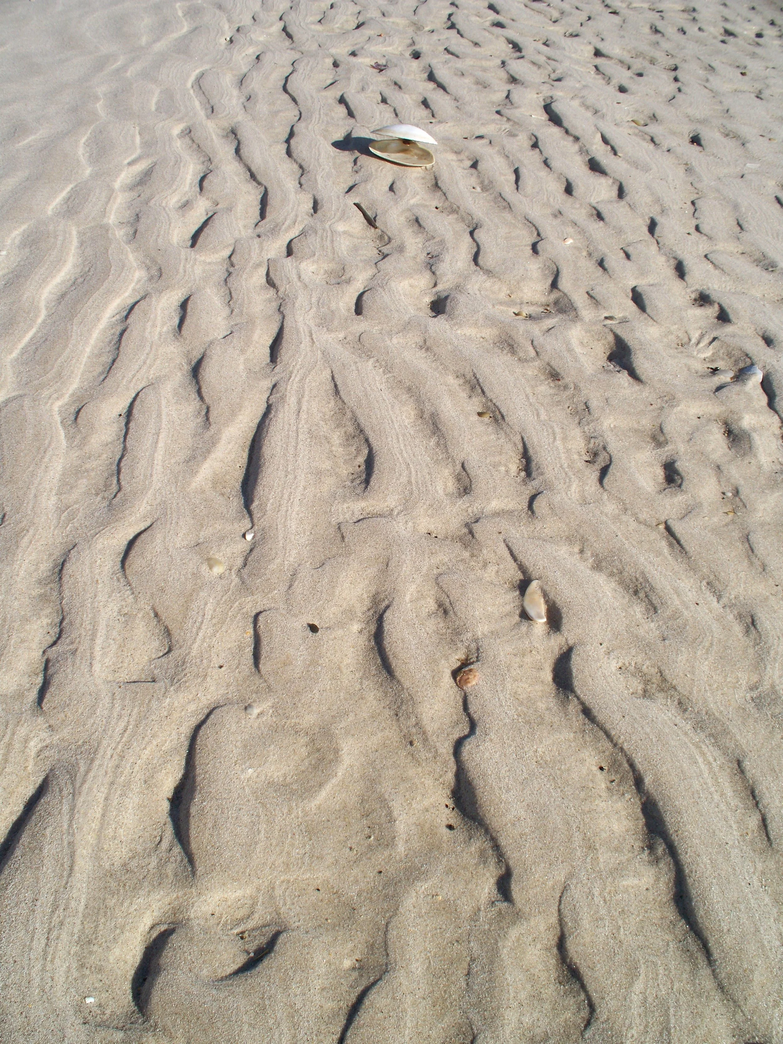 Close-up of a sandy beach with footprints and seashells scattered on the surface.