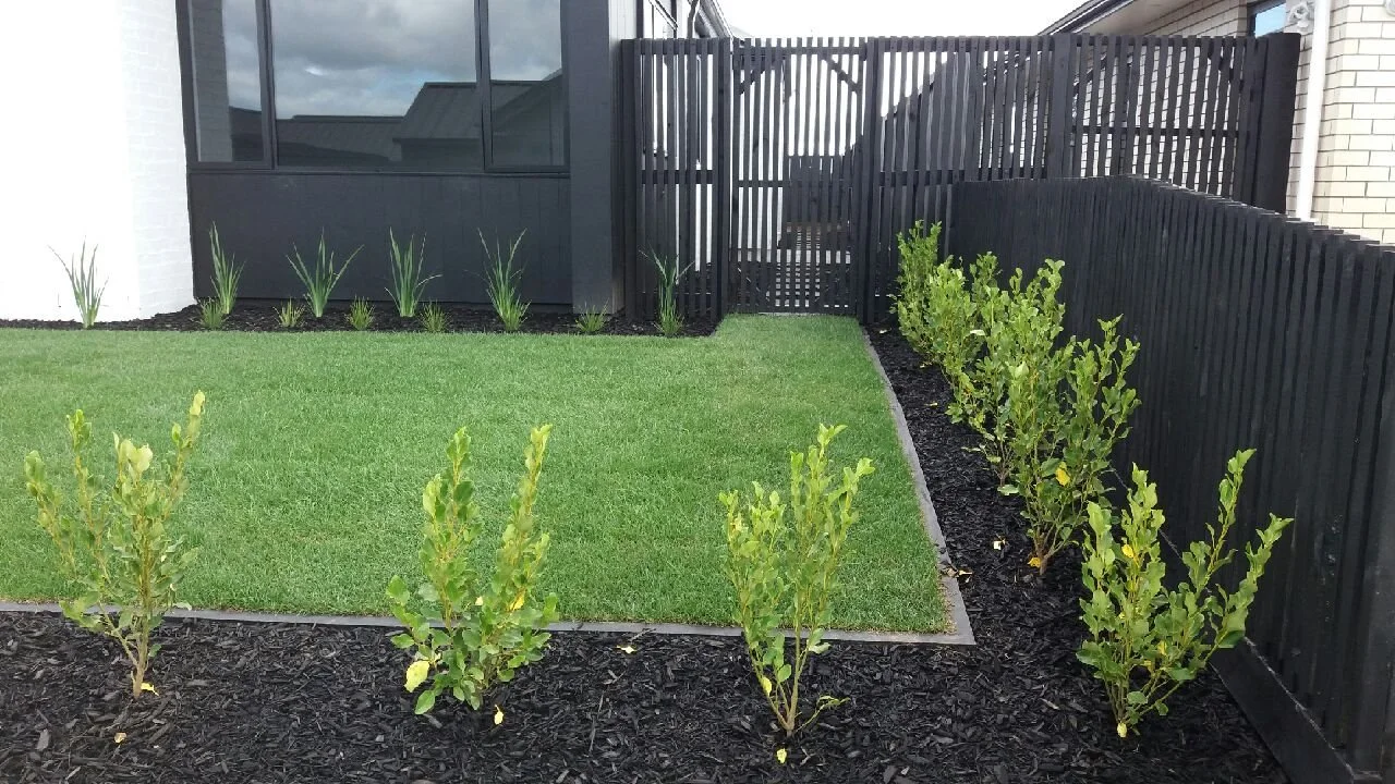 A small backyard with a well-maintained lawn, surrounded by black fences, with young plants along the borders, and a modern building with large windows in the background.