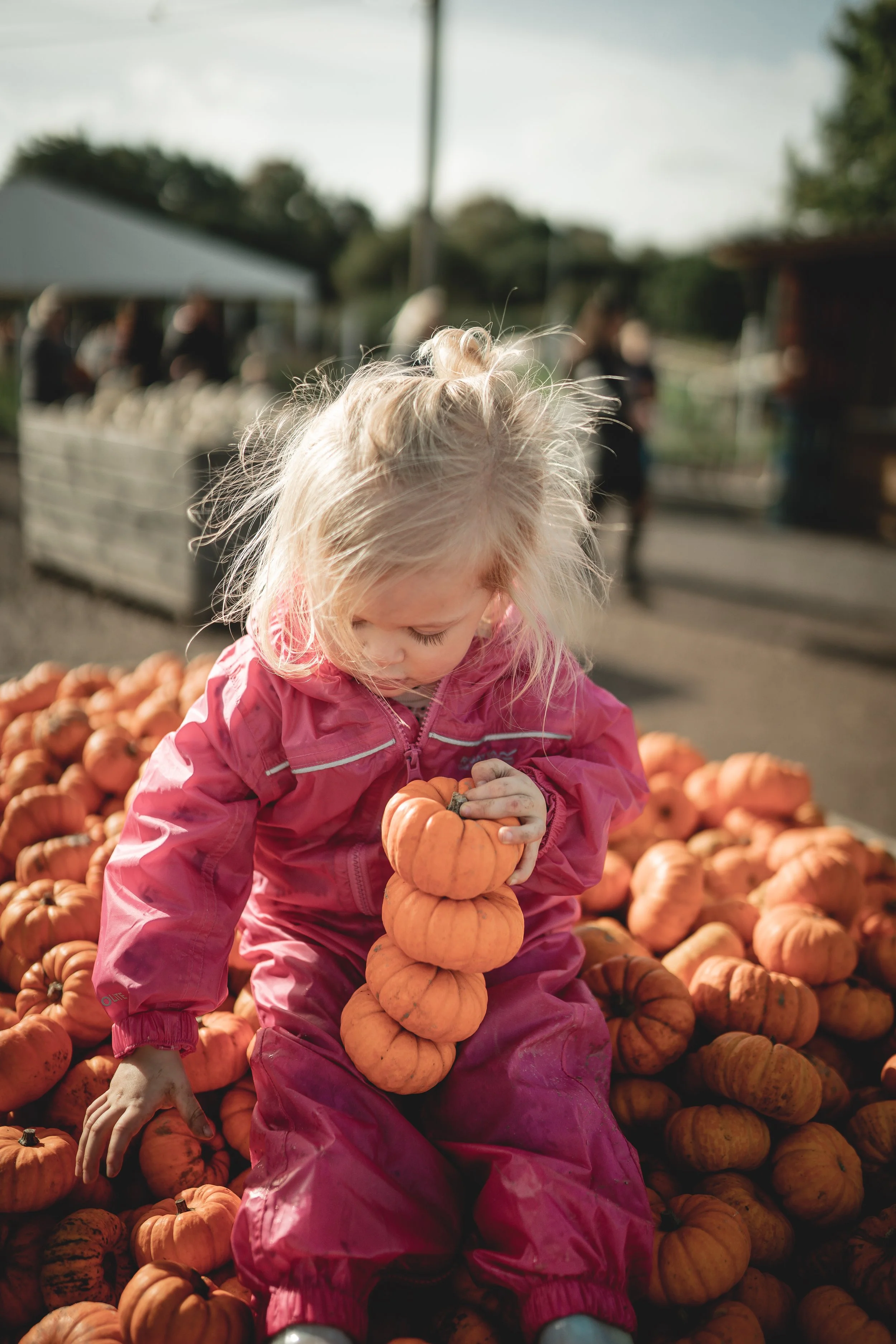 A young girl in a pink jacket sits among a large pile of small pumpkins, holding a stack of four pumpkins.