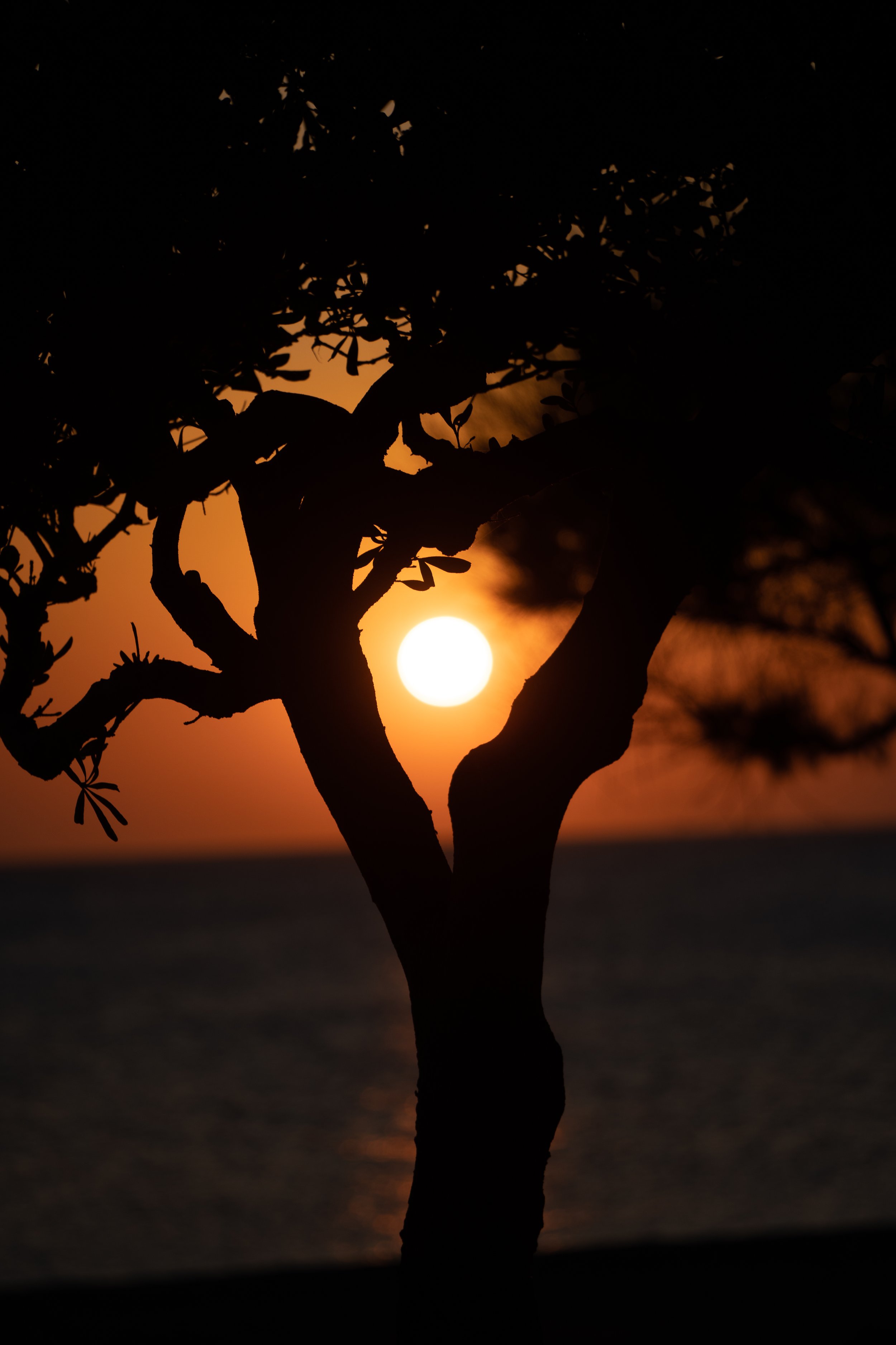 Silhouette of a tree during sunset or sunrise with the sun visible through the branches.