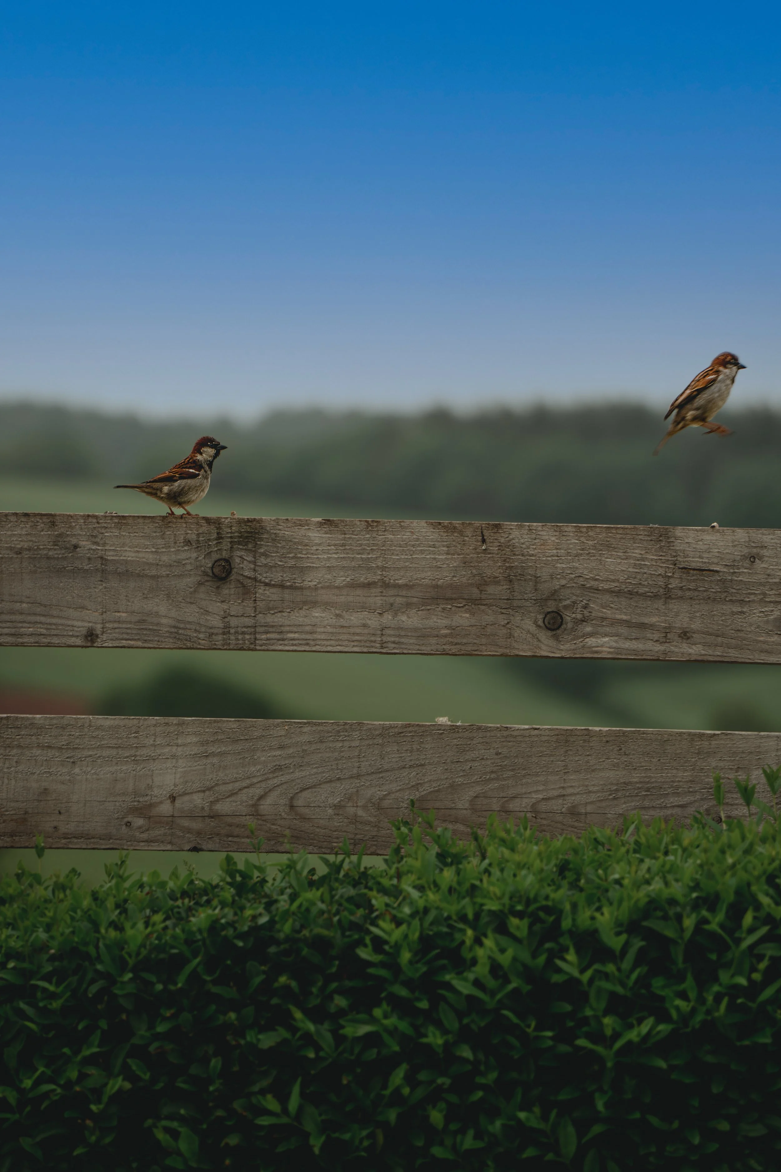 Two small brown birds on a wooden fence with a blue sky background and green bushes in the foreground.