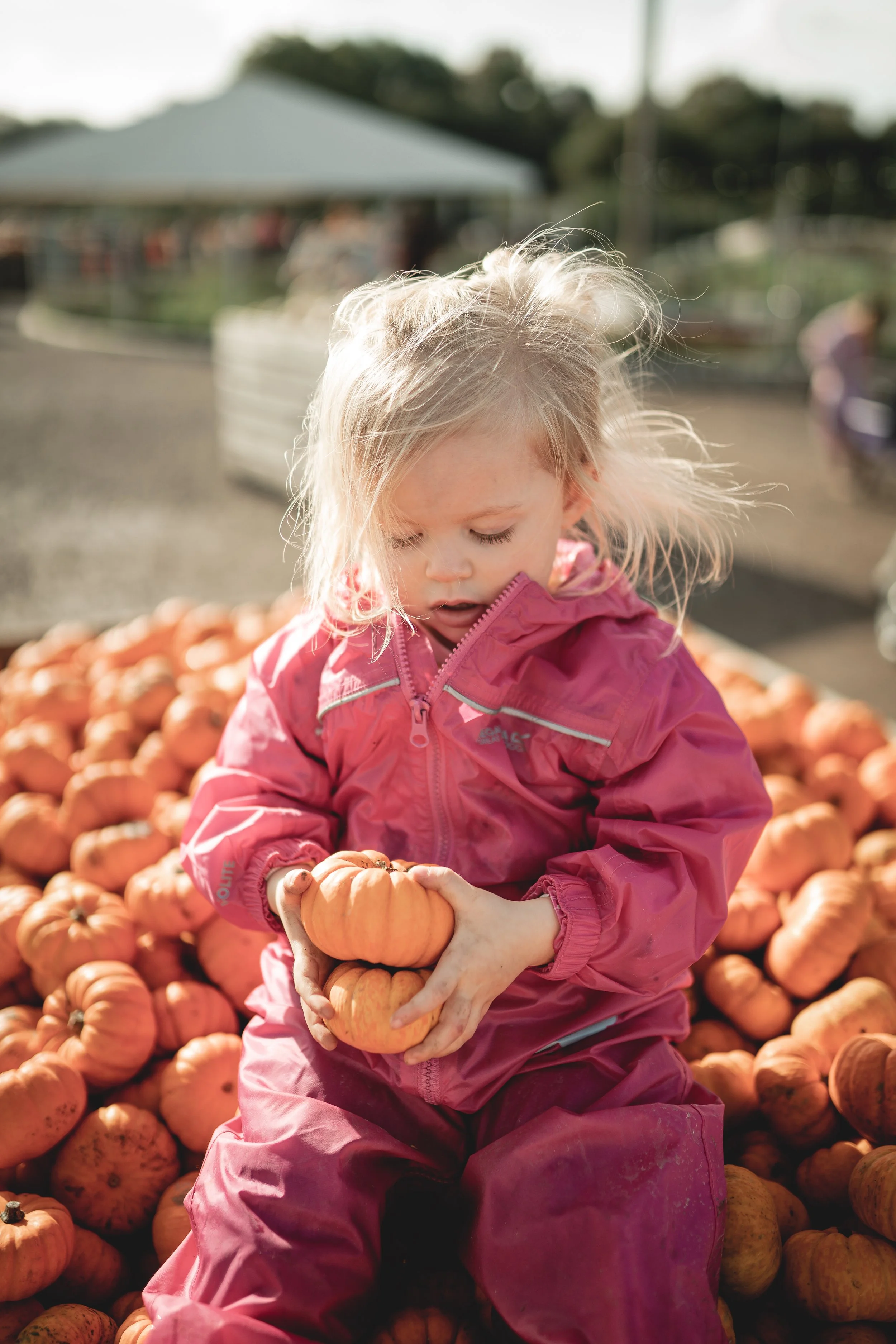 A young girl with blonde hair wearing a pink jacket sitting on a pile of small pumpkins at a pumpkin patch.
