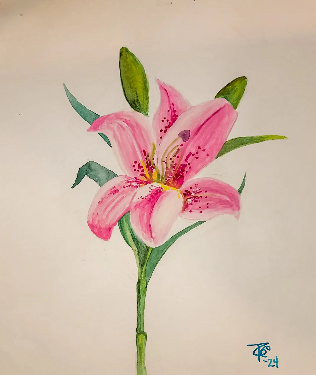 Pink Lily