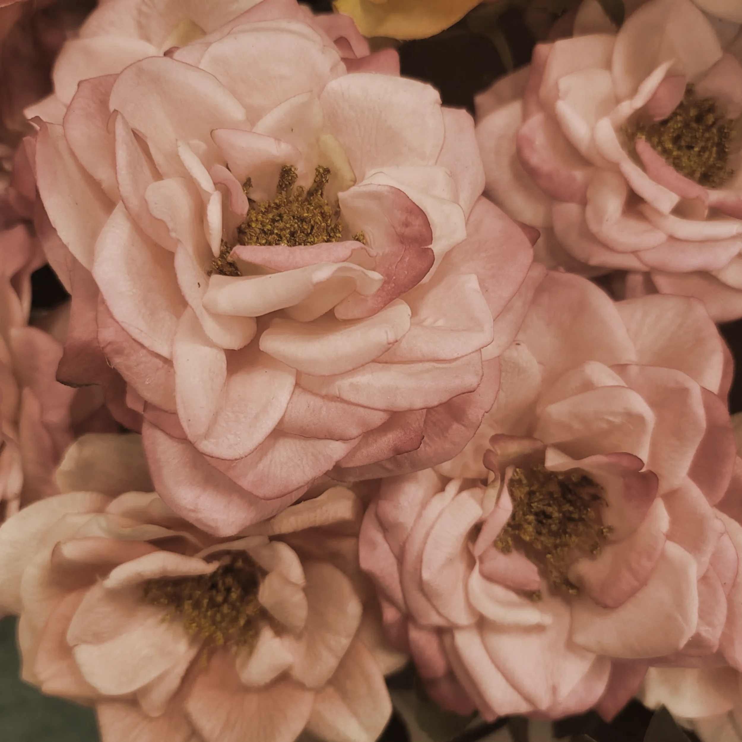 Sepia Roses
