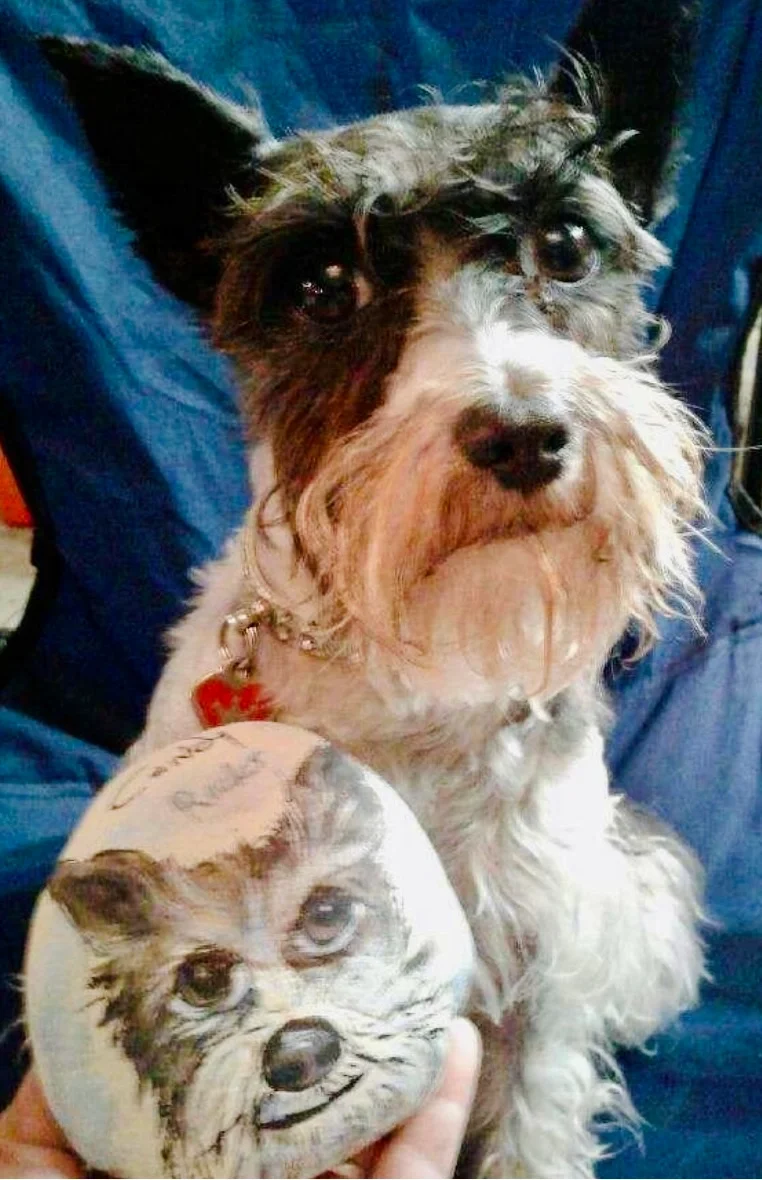 A dog with a scruffy white and black coat, sitting on someone's lap. The dog has a friendly expression and is wearing a collar with a red heart-shaped tag. In front of the dog, is a painted rock with a cute portrait of the dog.
