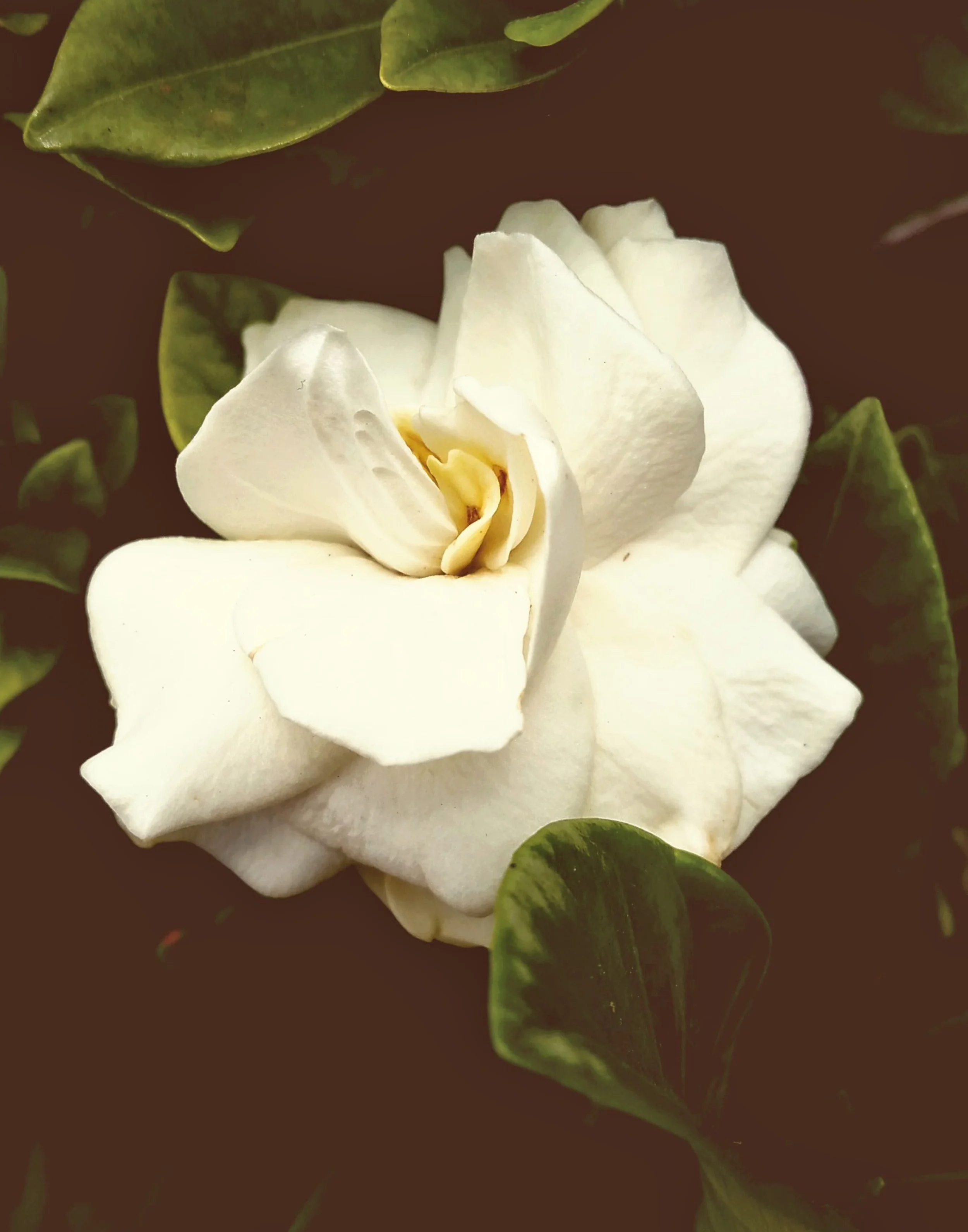 White Gardenia