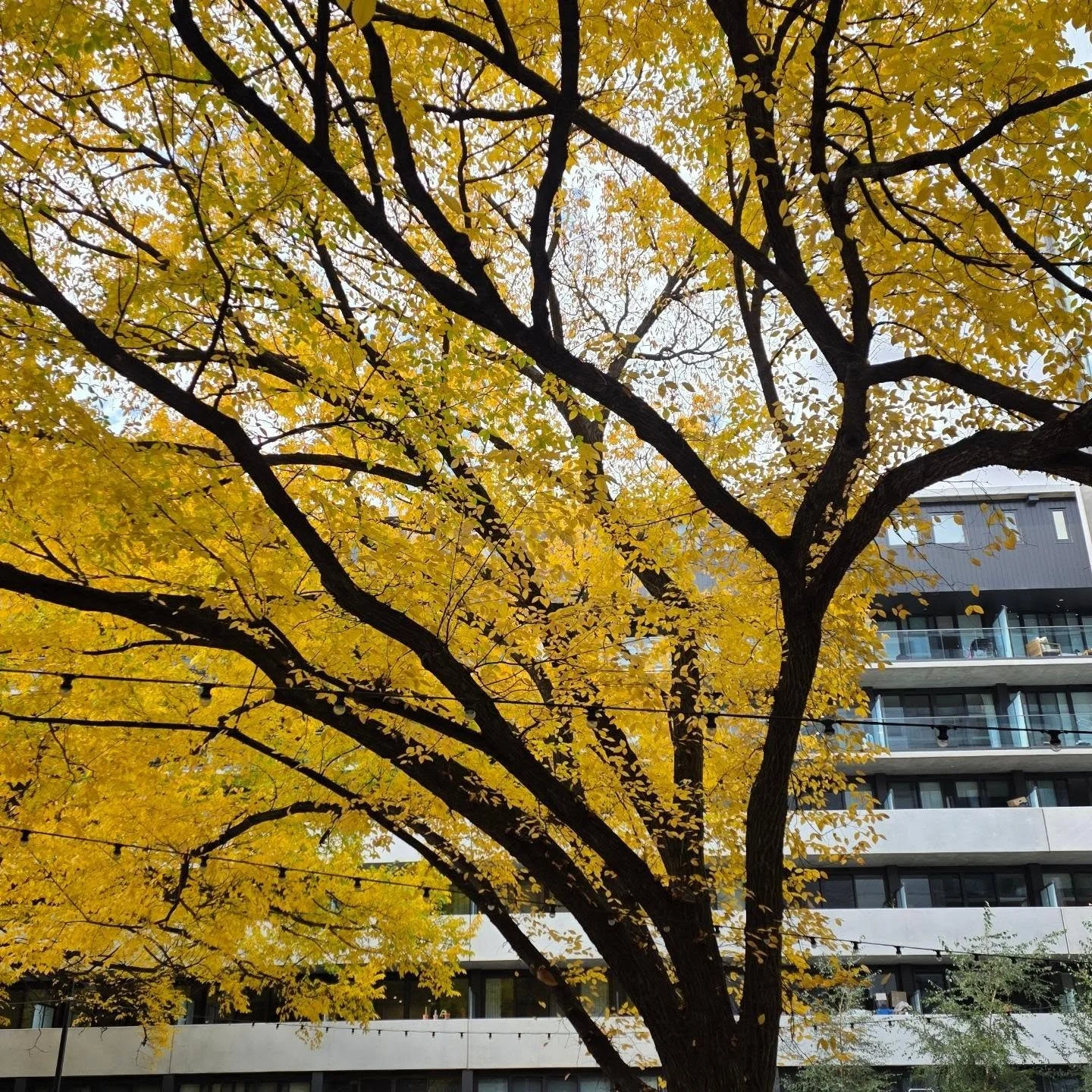 Leaves are dropping fast and there is a chill to the morning air. Love autumn 🍂
