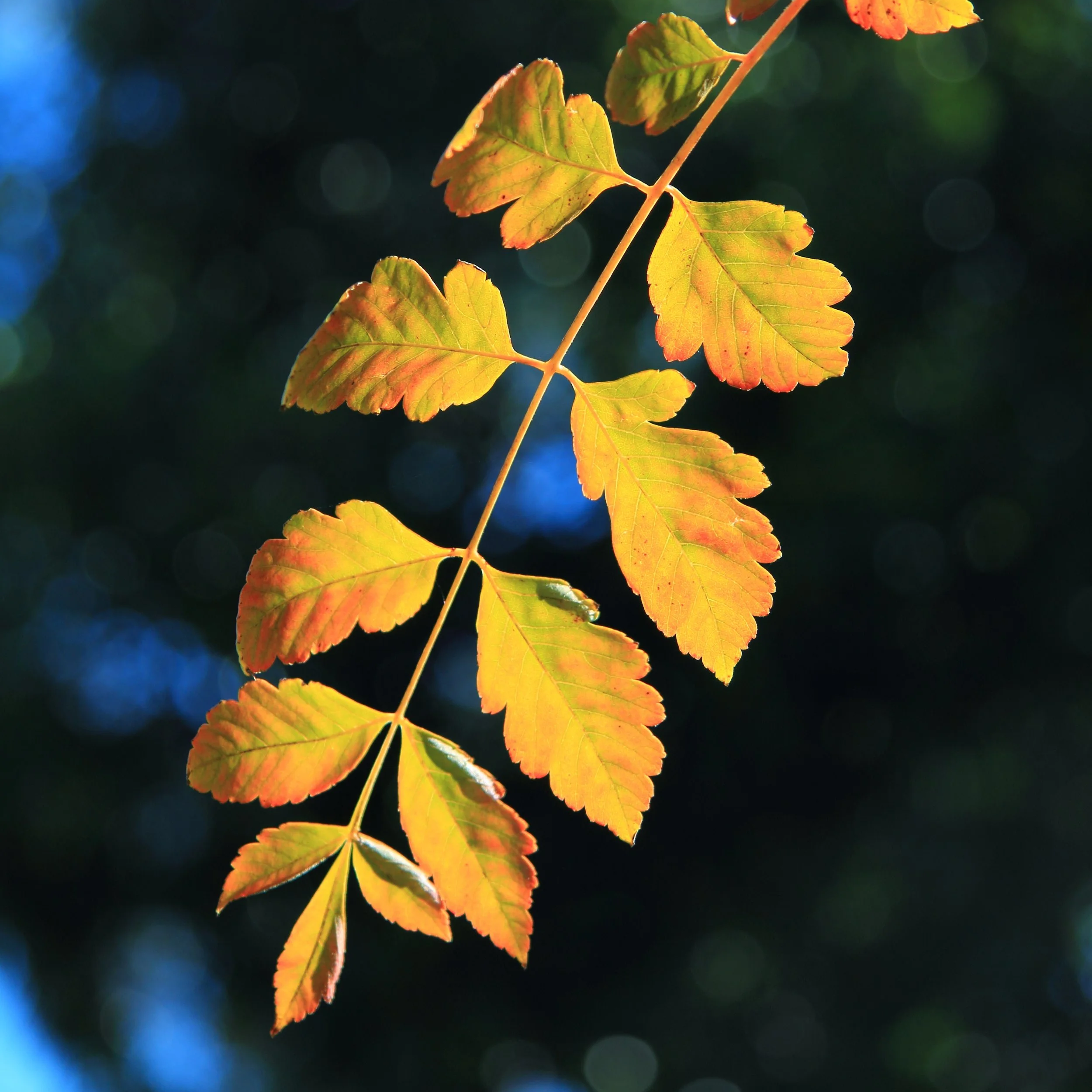 Photo of glowing yellow autumn leaves by Ali Strous
