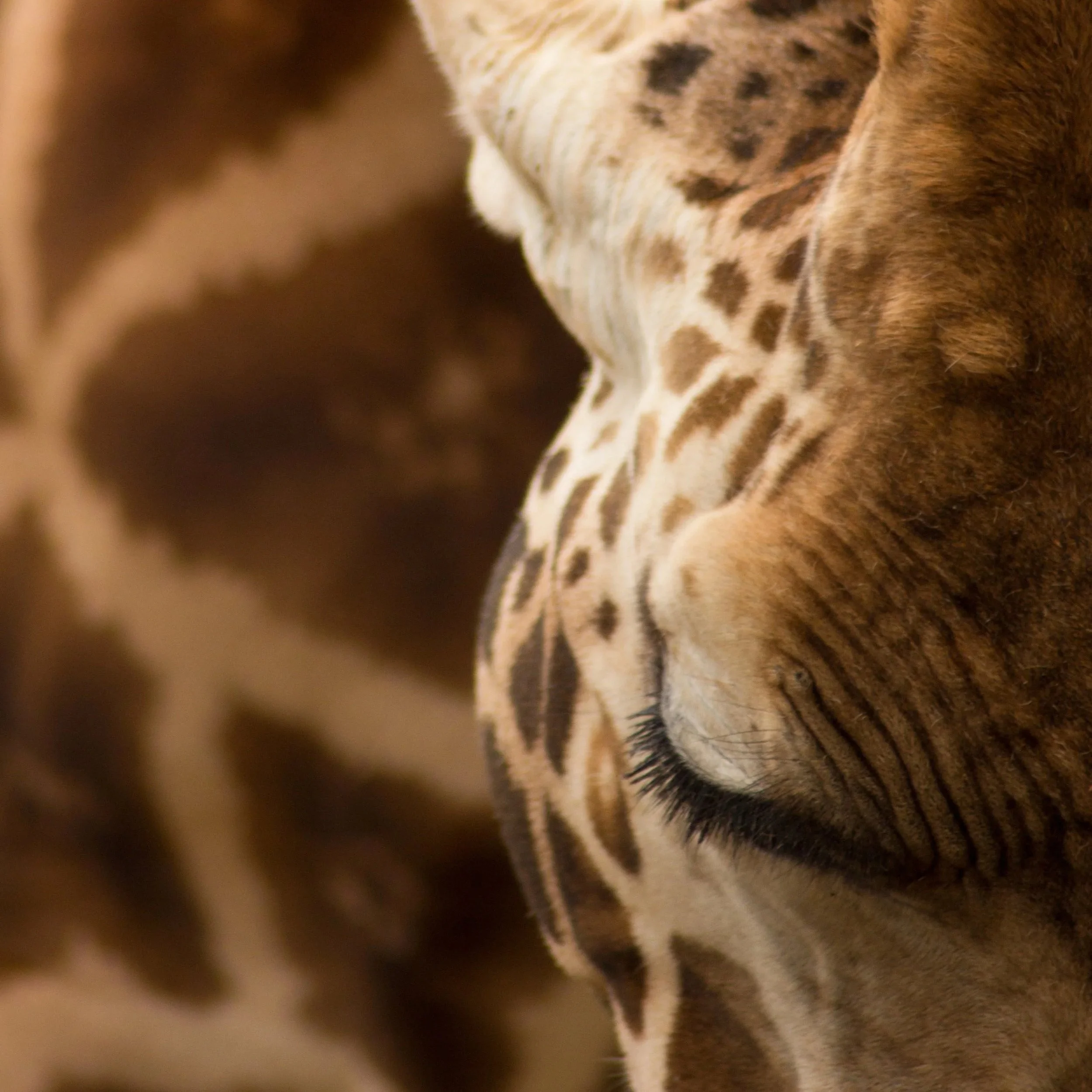 Portrait of a giraffe by Ali Strous