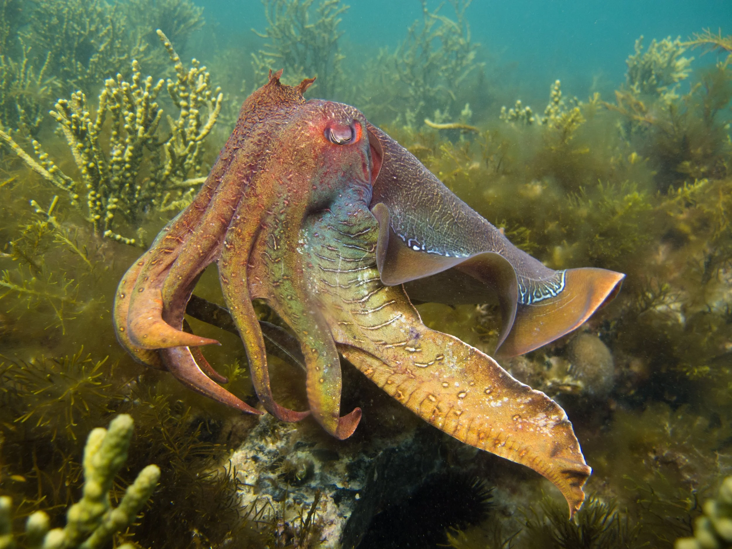 large male cuttlefish shows his colours by Ali Strous