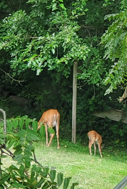 Two deer grazing in a lush green forested area.