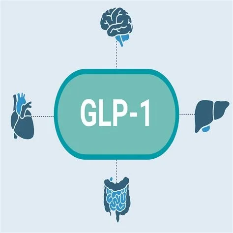 Diagram of GLP-1 hormone affecting the brain, heart, liver, and gut.