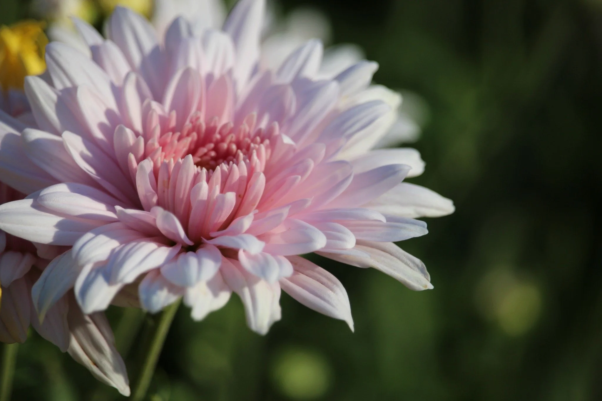 A little throwback to growing our beautiful chrysanthemums for Mother's Day. 

These flowers always hold a special place in my heart and I cant wait for the day I have our new farm set up and can see them growing all around us again.

To all the mums