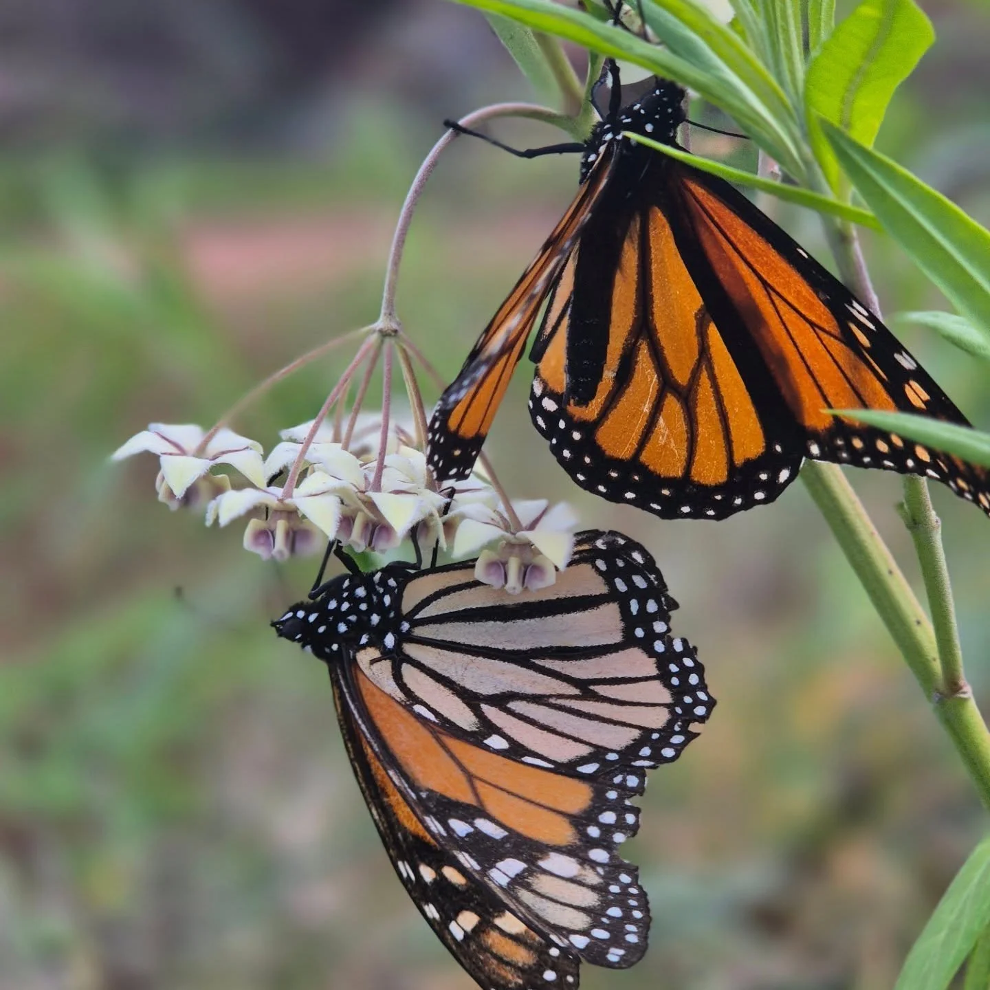 🦋 A Little Farm Magic 🦋

One of our favourite things about life on the farm is watching Monarch butterflies complete their incredible life cycle right here among the swan plants.

To be honest, our swan plants are starting to become a bit of a weed
