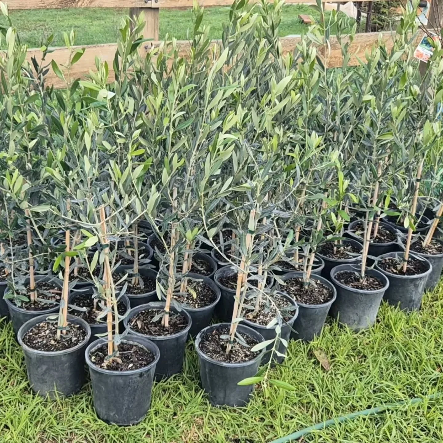 Today was olive tree planting day on the farm! 🌿🫒

It's exciting to finally get these trees in the ground and take another step towards building the future we've been dreaming about. While they'll take time to establish and grow, every farm starts 