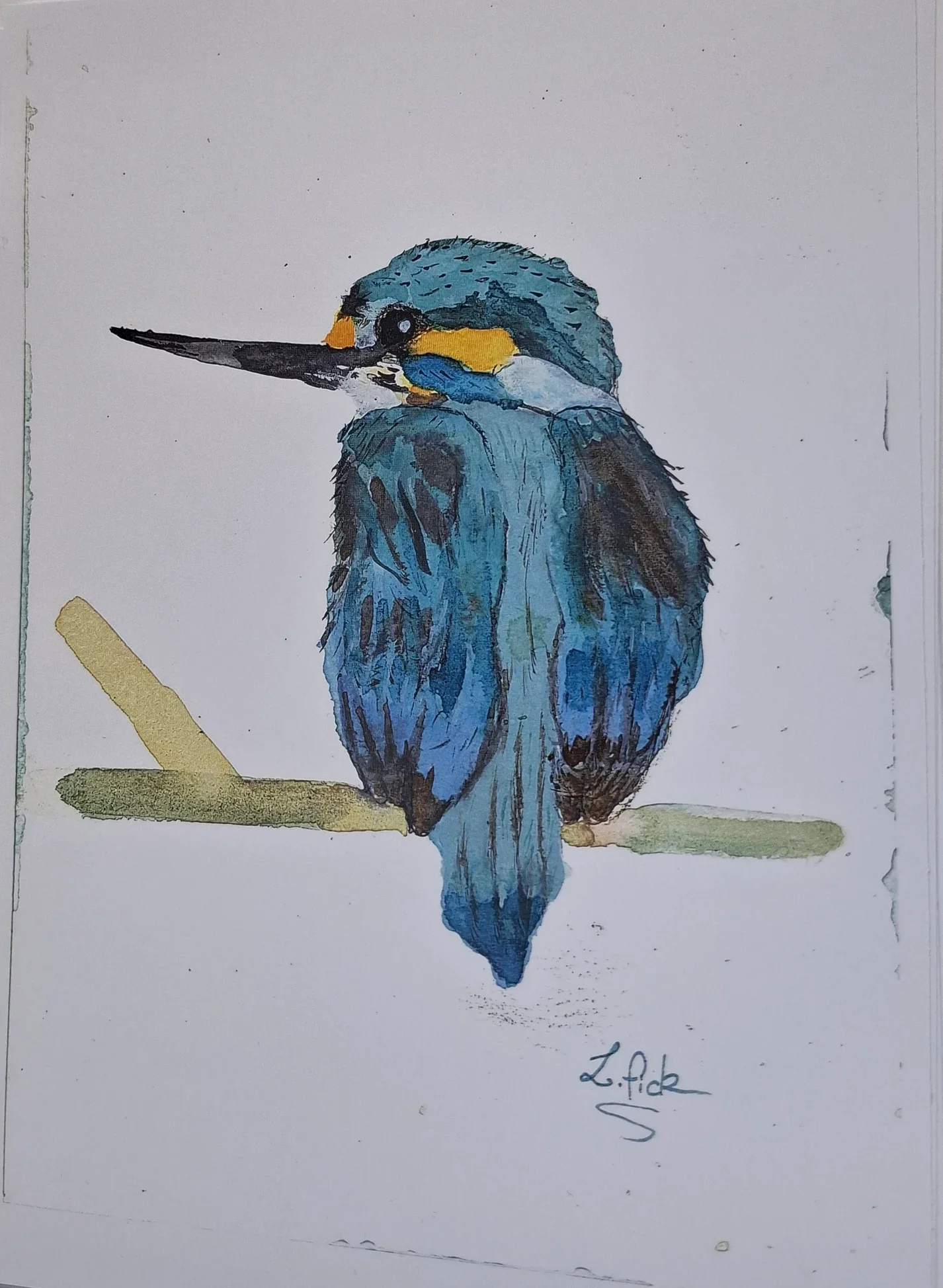 King fisher colour print
