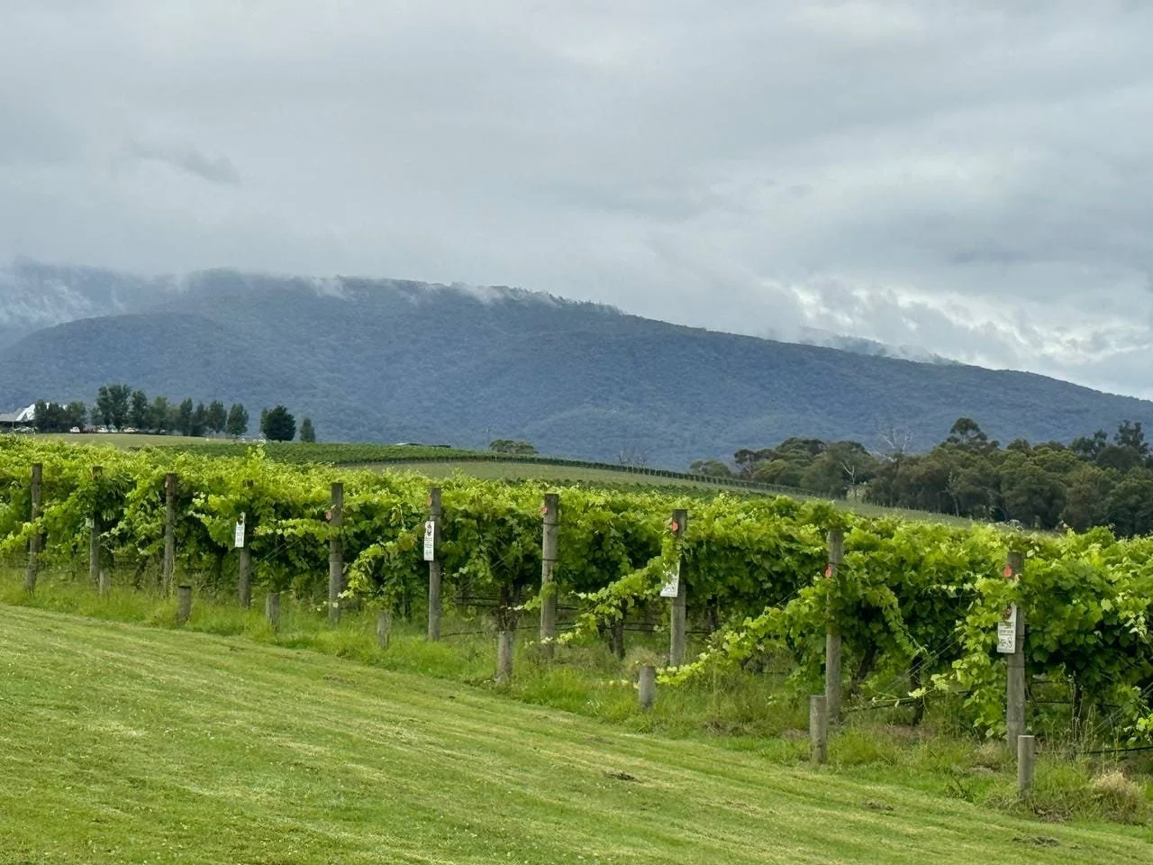 Yarra Valley Wine & Food Tour