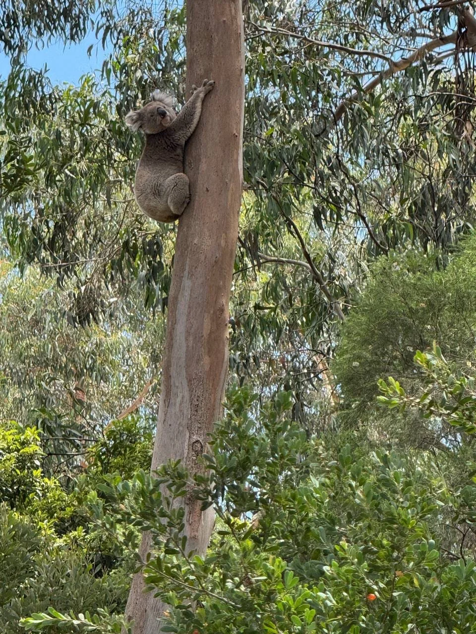 Phillip Island & Wildlife Tour